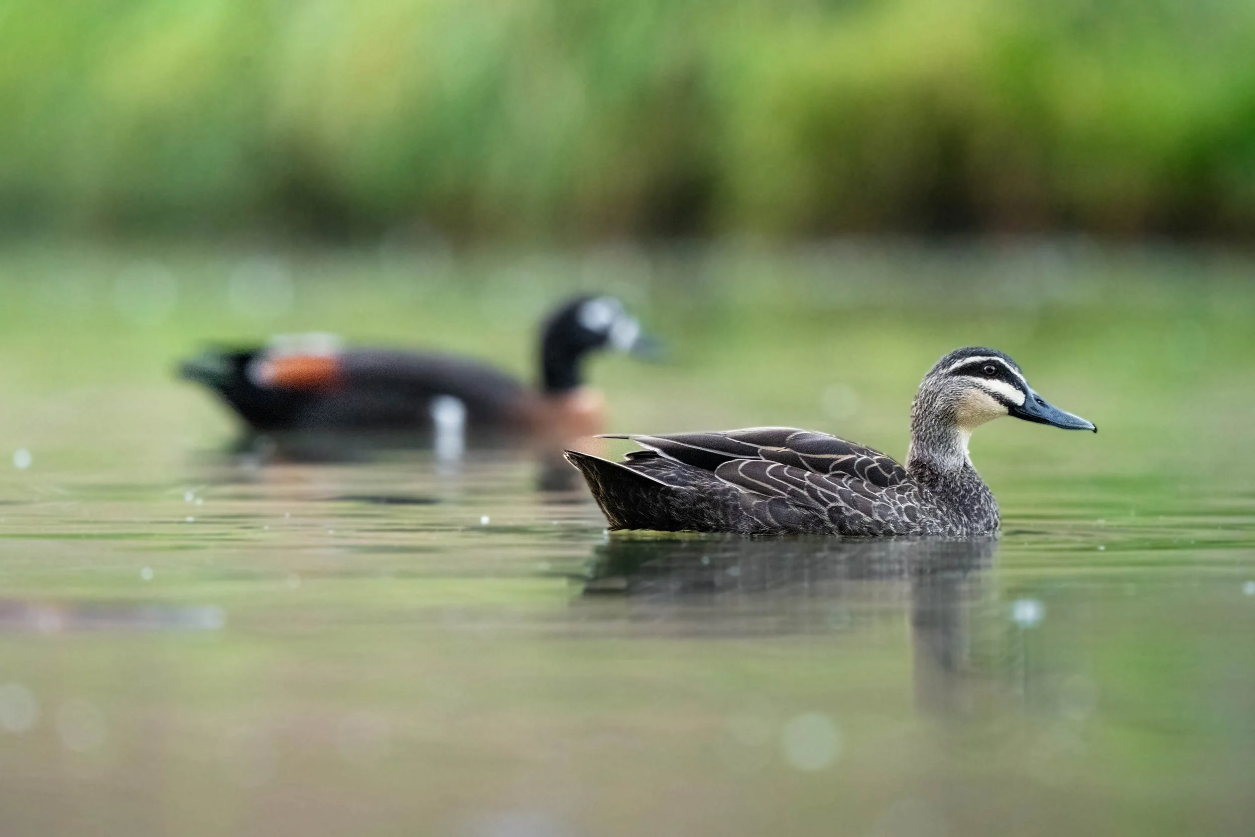 Birding (1 of 4).jpg