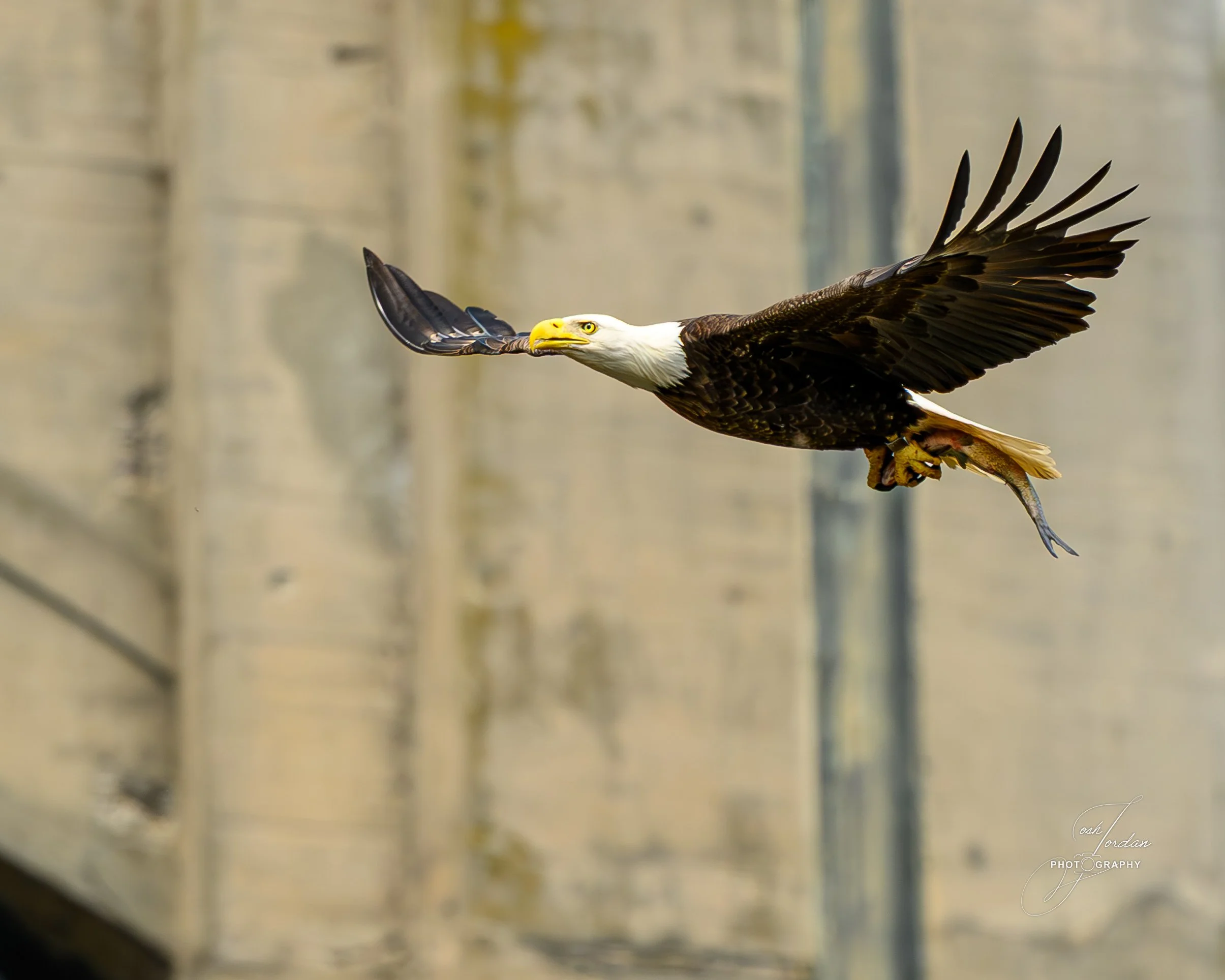 DSC_6390-Enhanced-NR.jpg