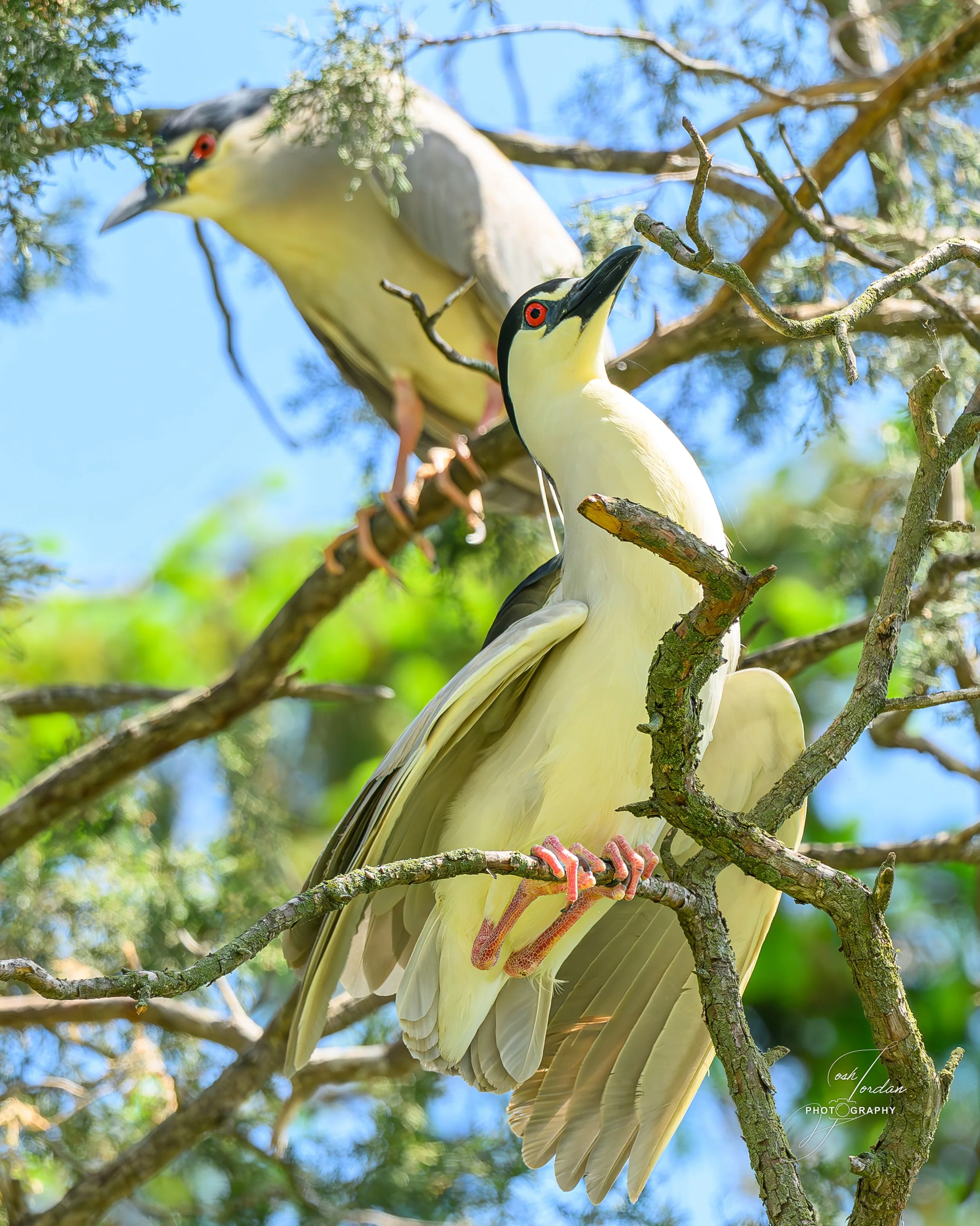 DSC_1921-Enhanced-NR.jpg