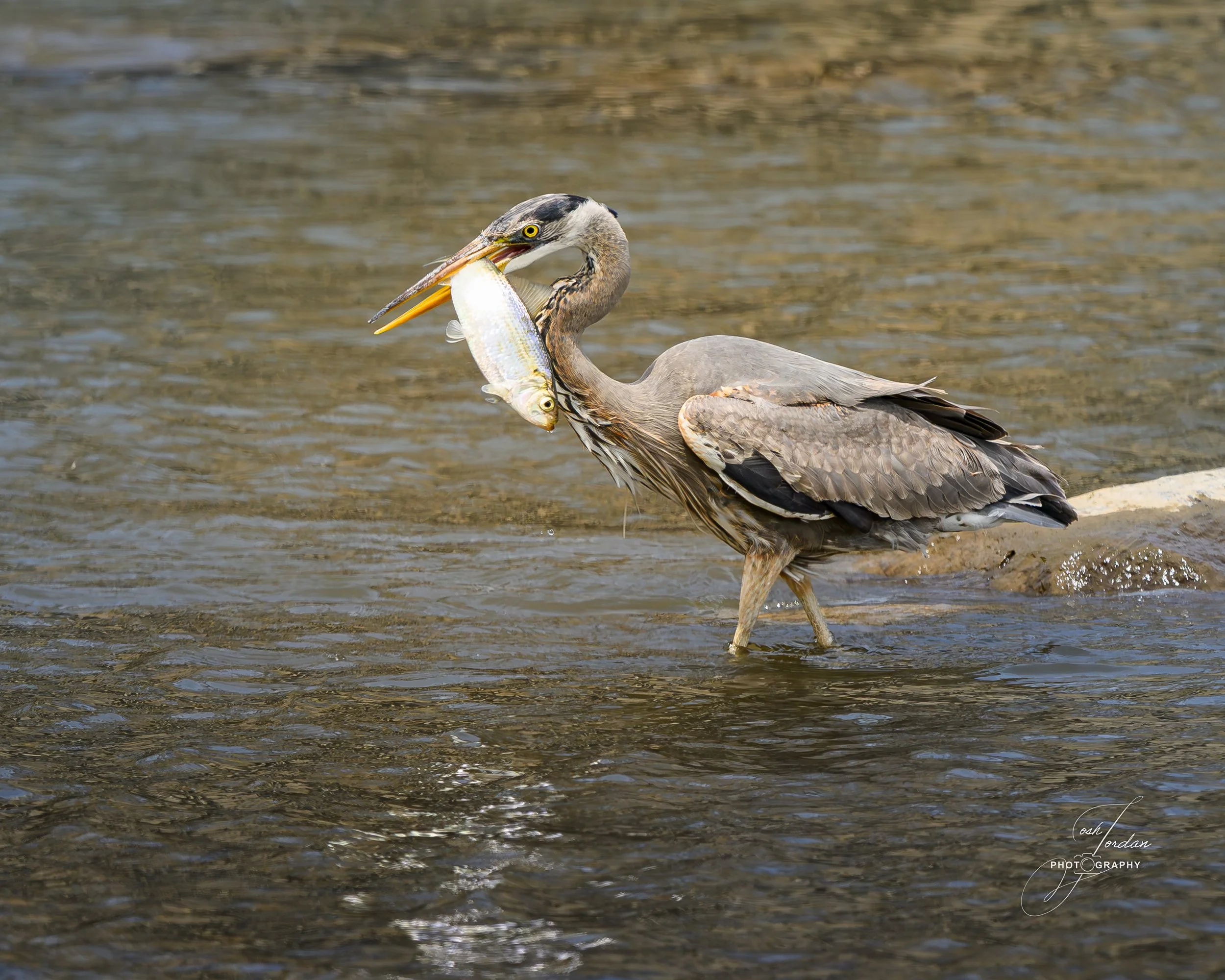 DSC_6747-Enhanced-NR.jpg