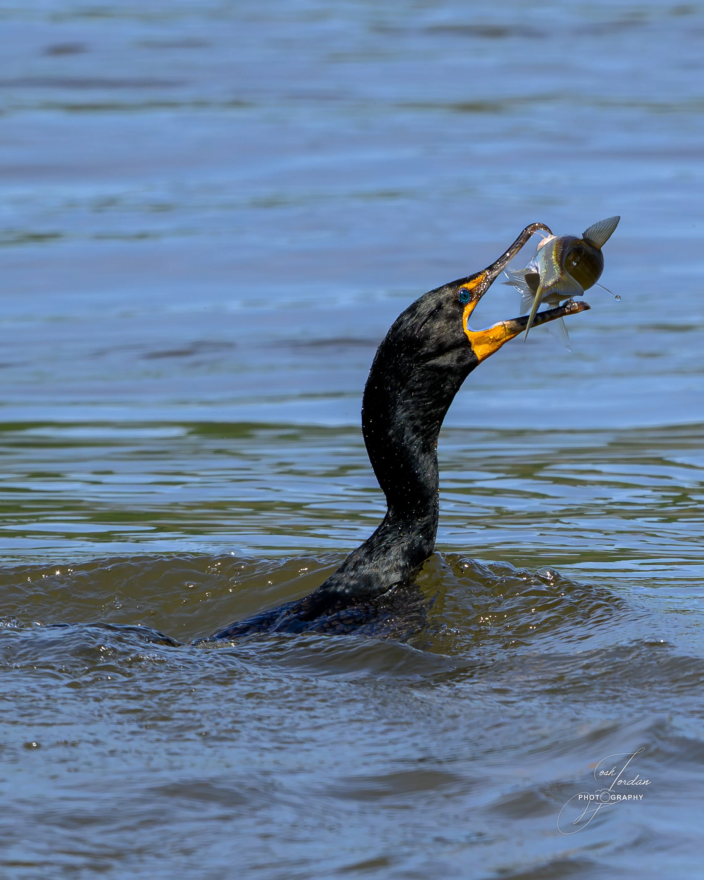 DSC_4824-Enhanced-NR.jpg
