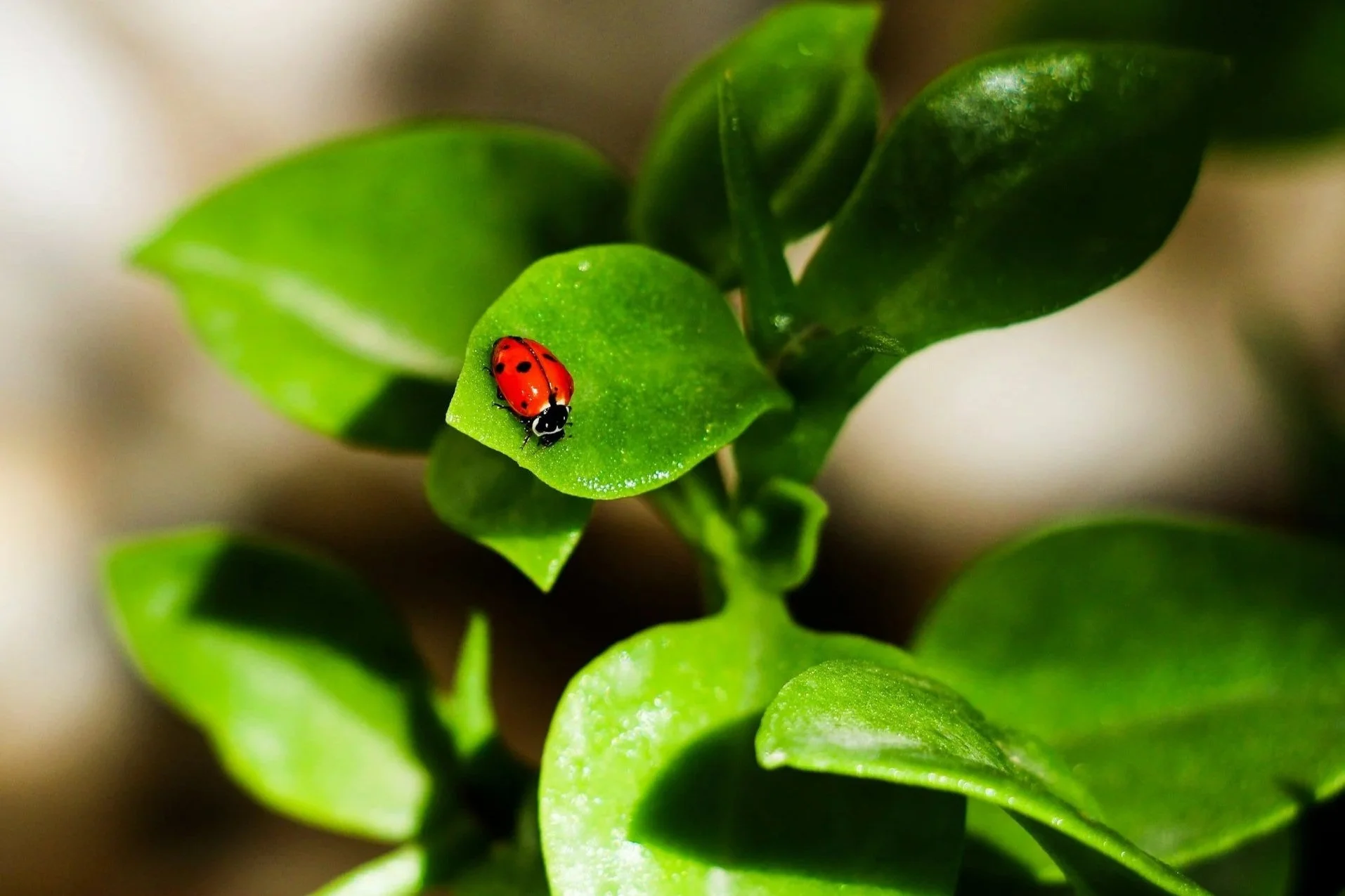 A close-up of a small red ladybug with black spots on a vibrant green leaf.