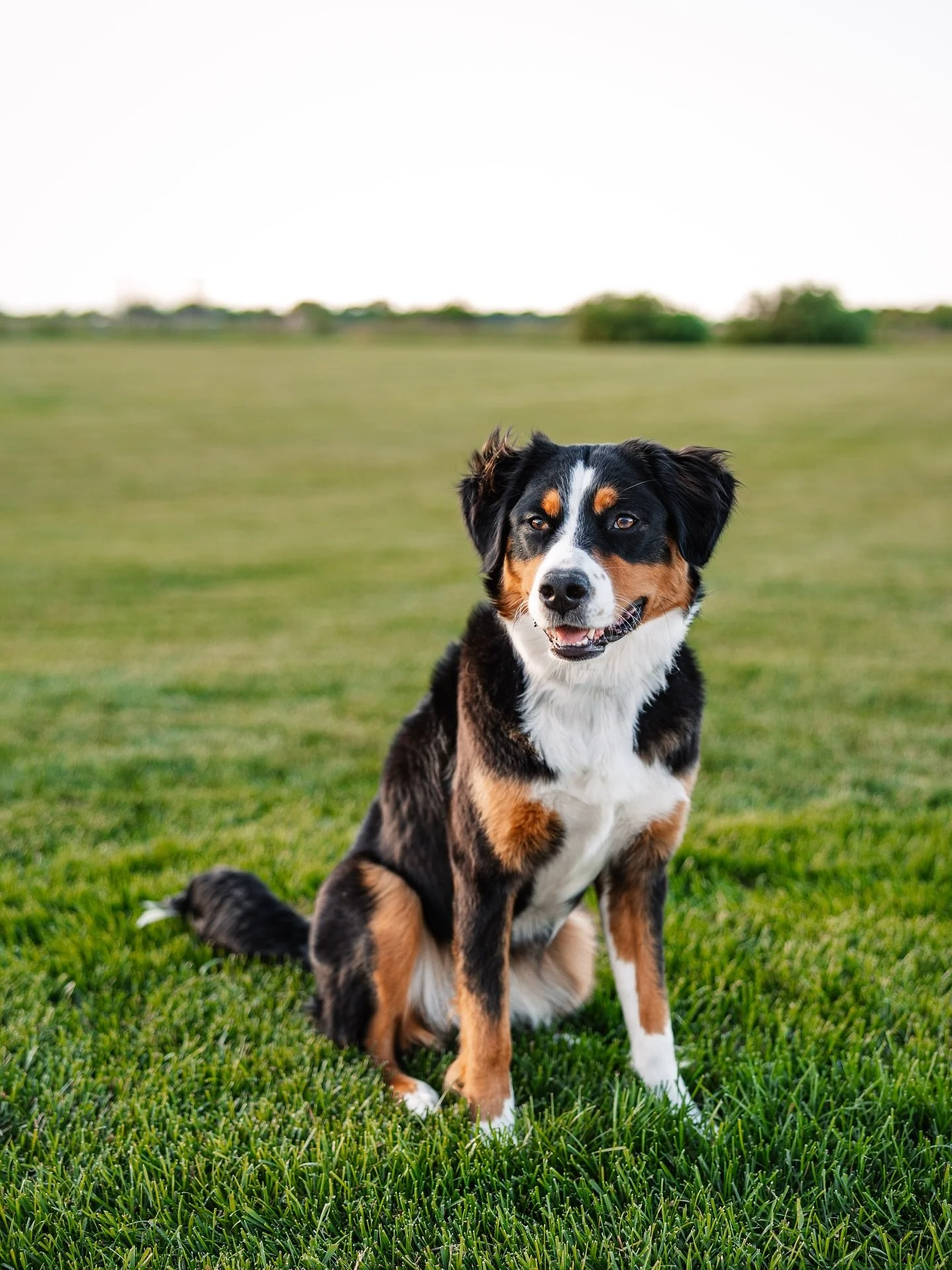 Remi girl deserves a spot on my feed after chatting about dogs last night with some new friends! She turned one in the beginning of September, is 50% Bernese mountain dog and 50% Australian shepherd. She&rsquo;s about 45/50 pounds and is the smallest