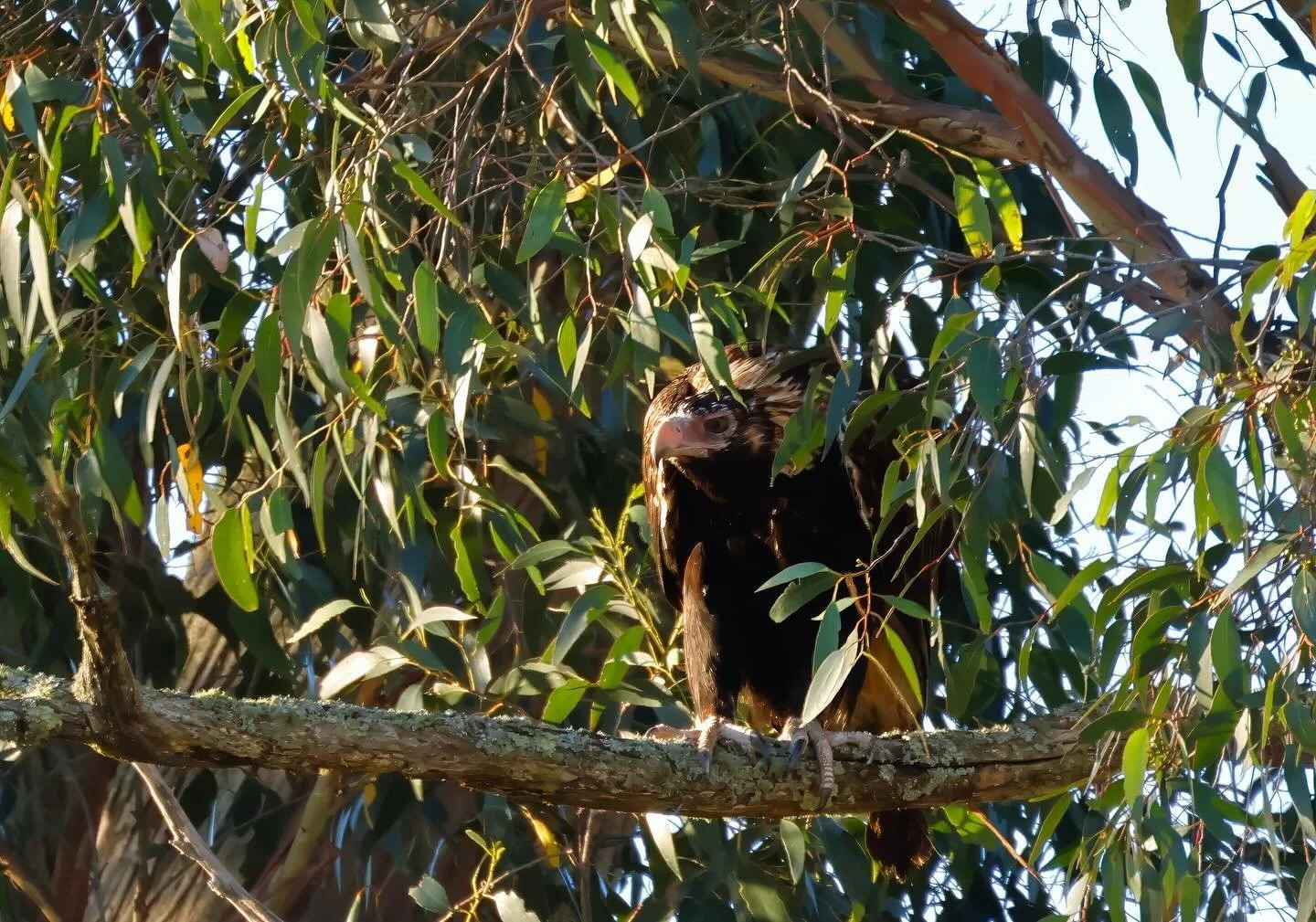 Last Sunday I was lucky enough to have a wedge-tailed eagle land in a tree at home.  #wedgetailedeagle #wedgetaileagles #wedgetail #victorianbirds #birdphotography #raptors #raptorphotography #victorianraptor