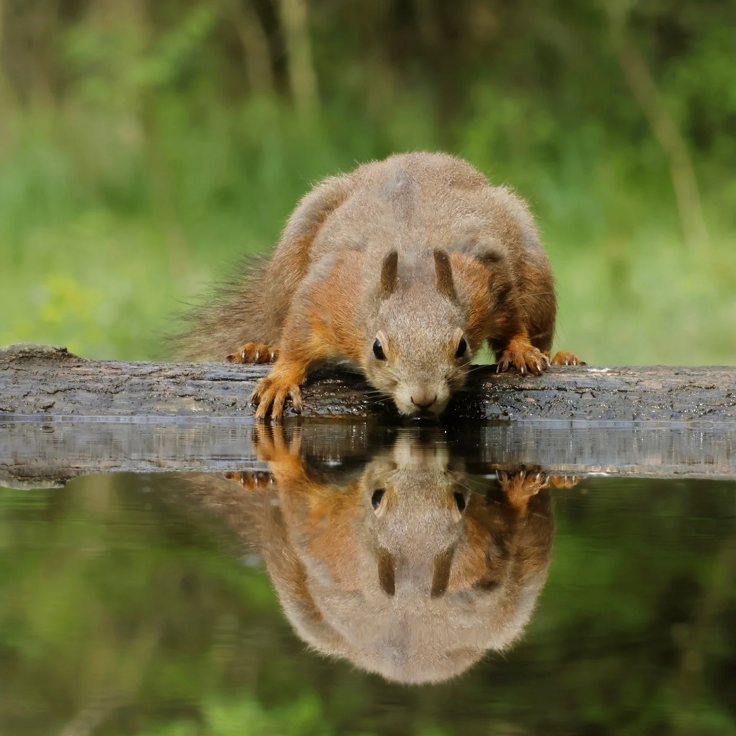 These are the last photos taken in Hungary of the balance of animals that were not birds. I fell in love with the snails - they were huge and beautiful and everywhere. I was also particularly lucky as being one of the only two people to have managed 