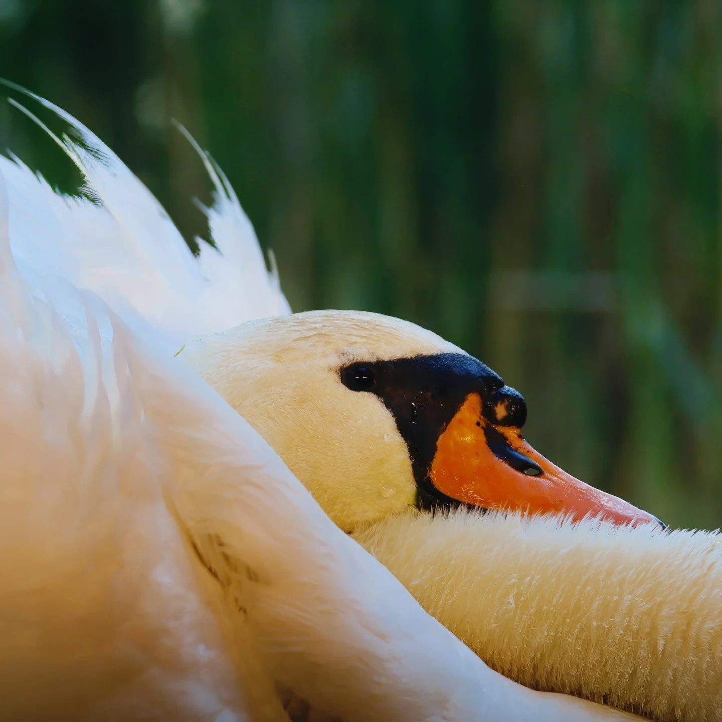 In April of this year, I ventured to the Southern Great Plain region in southern Hungary for a week of wildlife photography. Out of almost 10,000 photos taken, I managed to get this down to just 56. This is the last of the bird images taken in Hungar