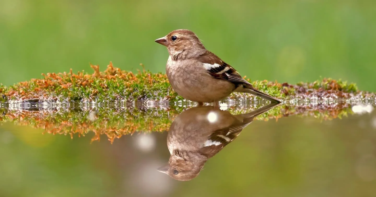 In April of this year, I ventured to the Southern Great Plain region in southern Hungary for a week of wildlife photography. Out of almost 10,000 photos taken, I managed to get this down to just 56. This second set of images are the ones taken off th