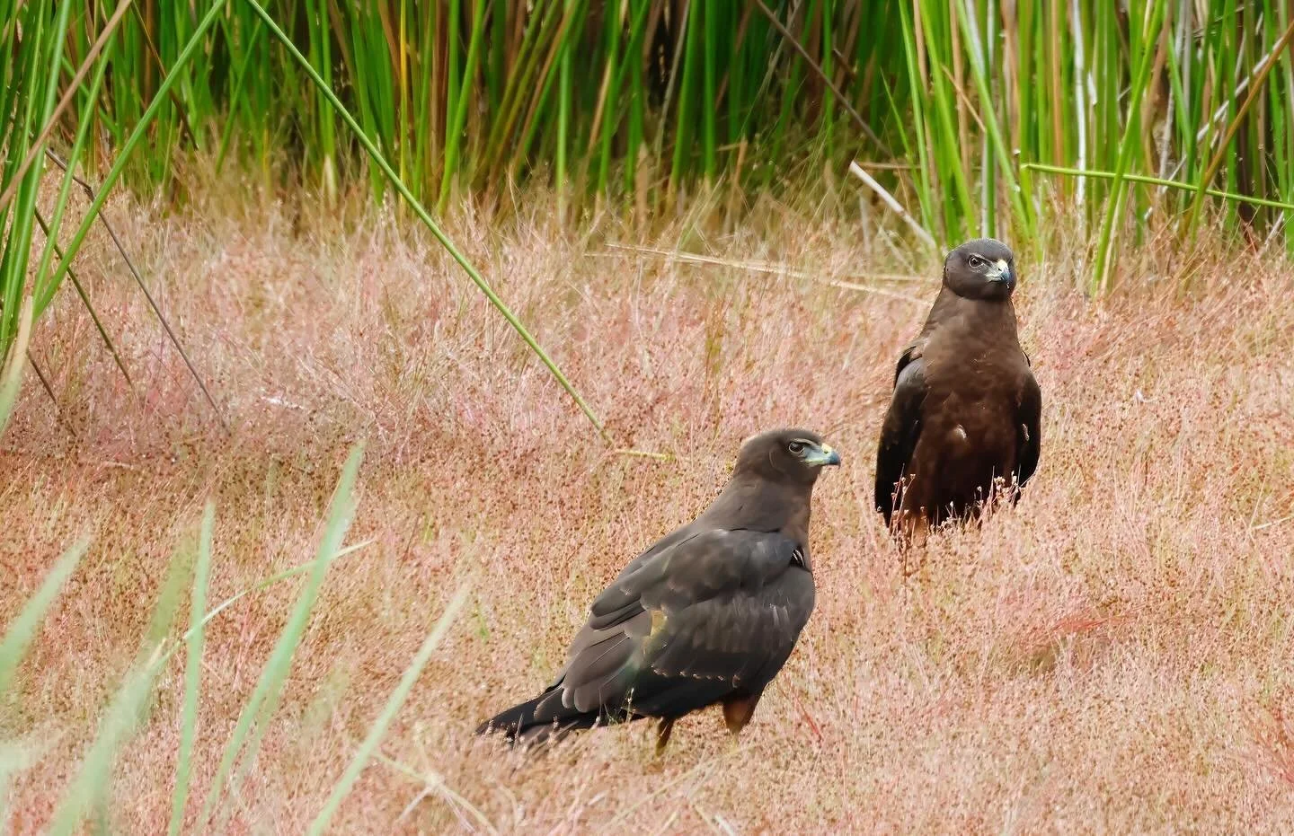 For the last 6 or 7 years I&rsquo;ve been lucky enough to have a pair of swamp harriers nesting on the water near home.  This year, I&rsquo;ve been even luckier in eventually spotting the nest site just as the pair of juveniles are spending time on t