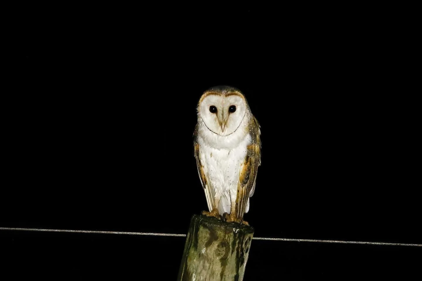 So this week in my glassblowing session, I decided it was time to try and make a barn owl based on one of my photographs.  Considering it was the first attempt to try and work out the processes needed, i think it worked out pretty well.  Thanks as al