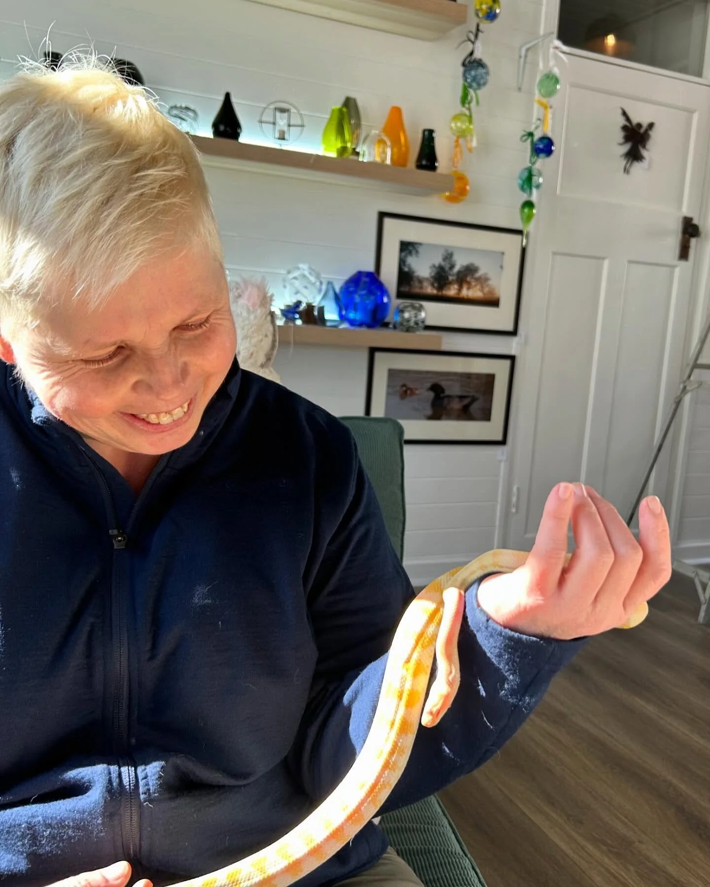 Visit at the gallery today from a beautiful young albino carpet python.  #python #albinopython #carpetpython #albinosnake #beautifulsnakes