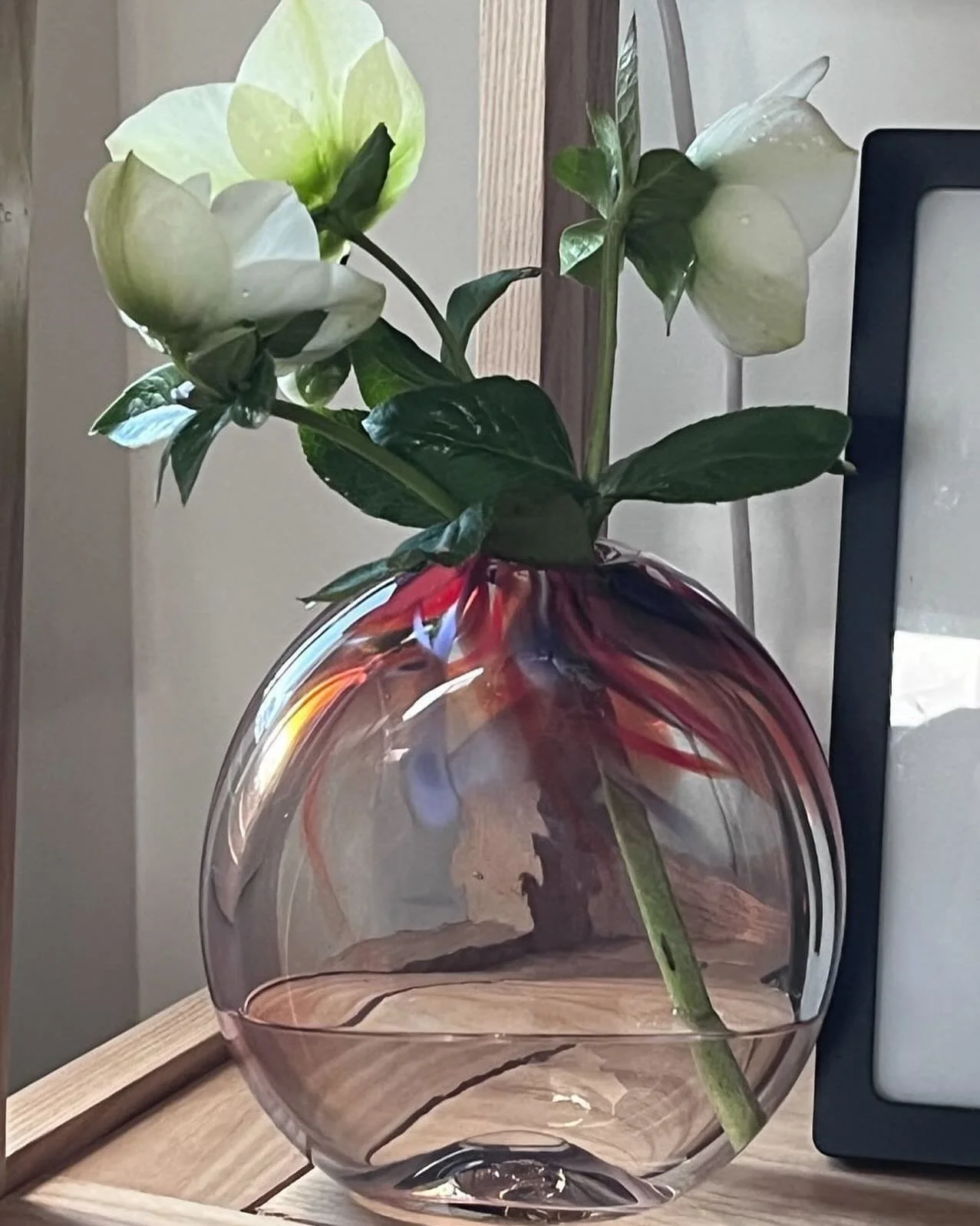 This beautiful vessel with night blue and red highlights found its way to a beautiful new home this afternoon.  Perfect for a single stem. #blownglass #blownglassvessel #glassart #colouredglass #trenthamvictoria