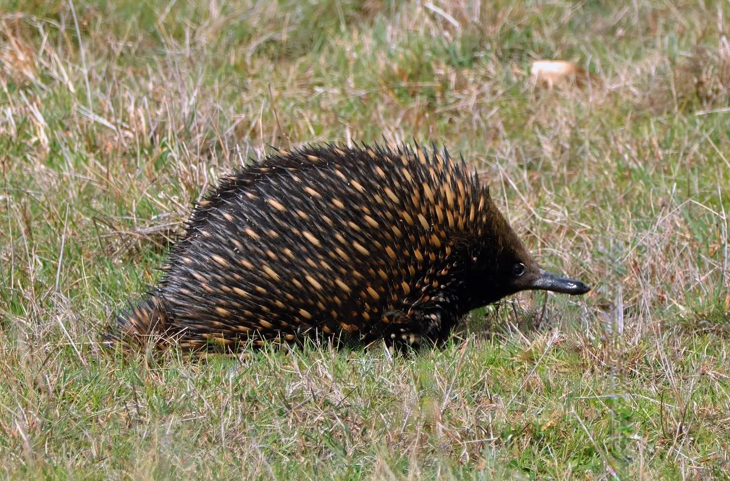A beautiful little visitor in my paddock this morning #echidna #echidnas #victorianwildlife #wildlifephotography #spines #monotremes