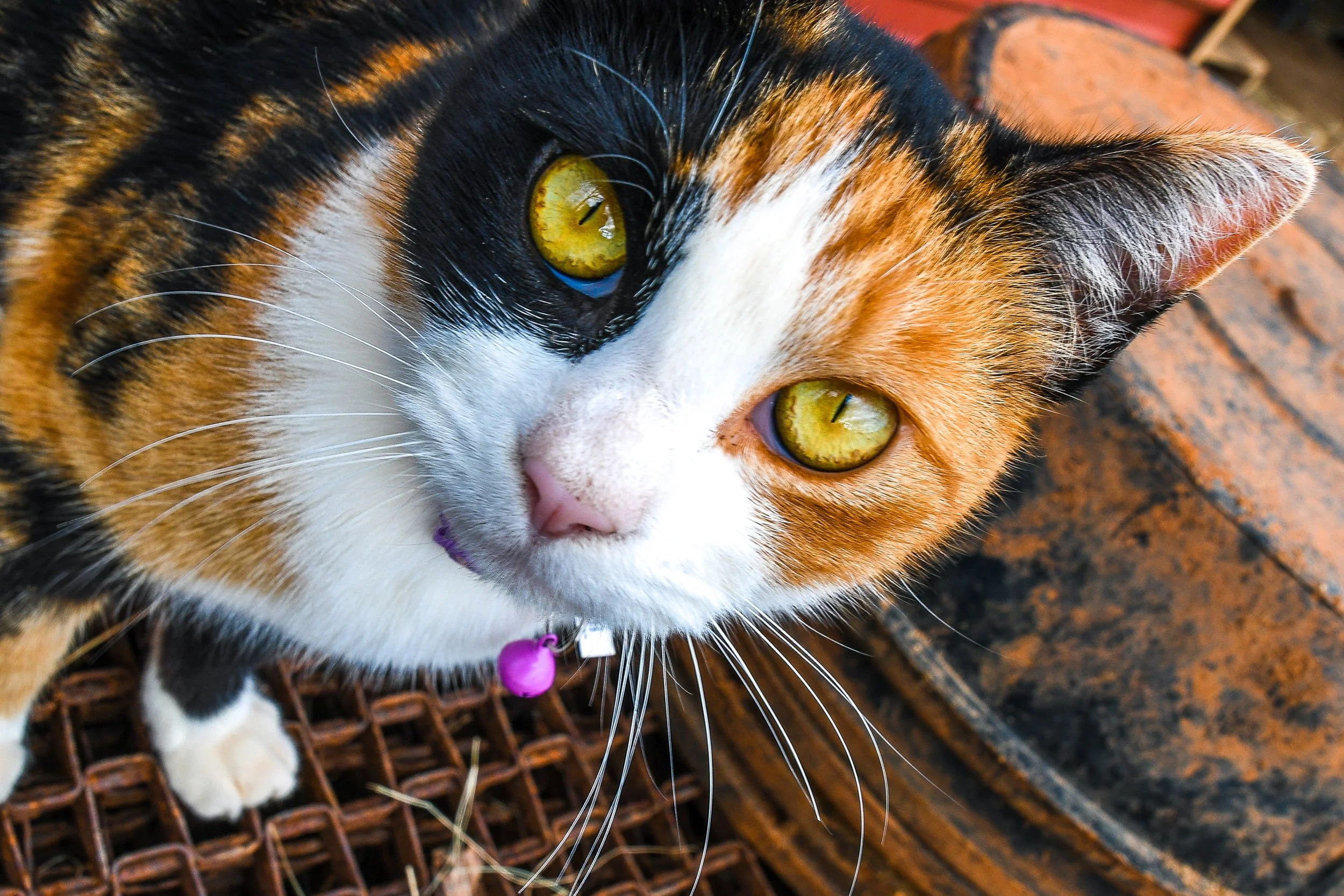 DSC_0111.jpg