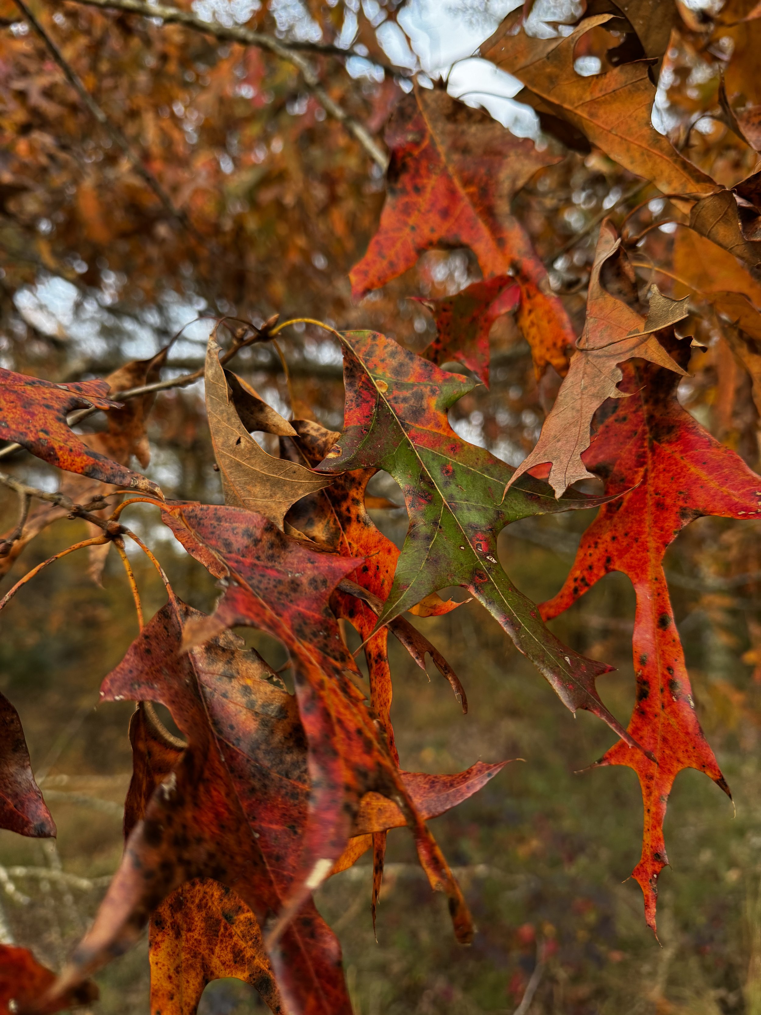 Extended Cut: Snow Geese above the Autumn Red Oak
