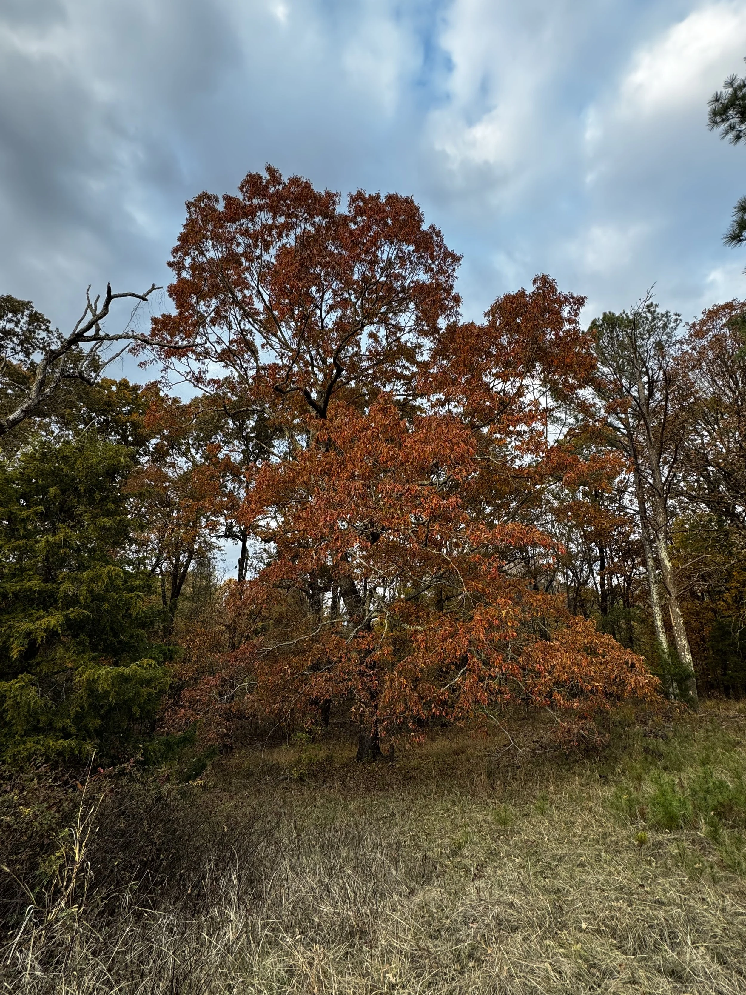 Episode 128: Snow Geese above the Autumn Red Oak