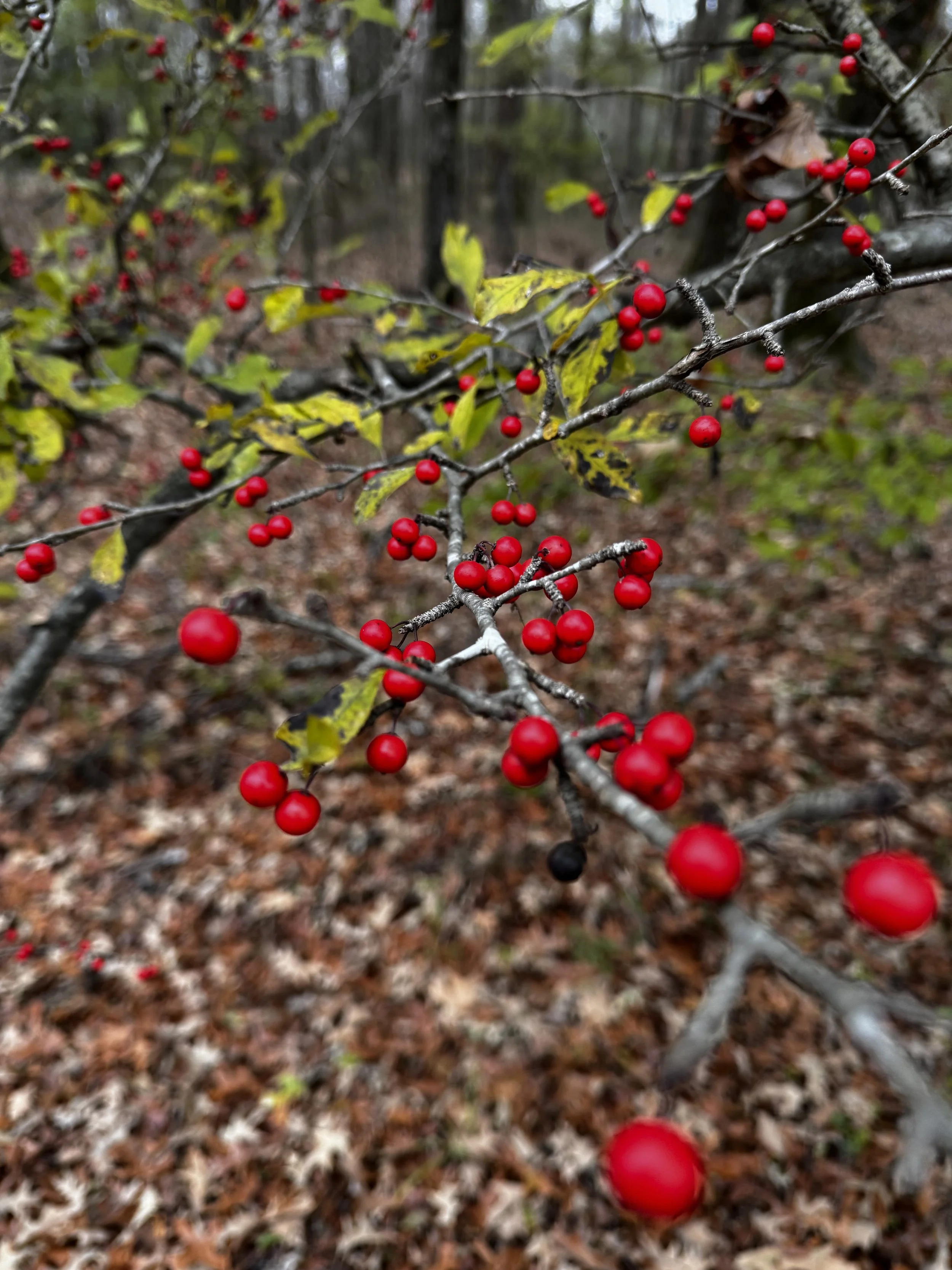 Extended Cut: Cricket Chorus in the Possumhaw Holly