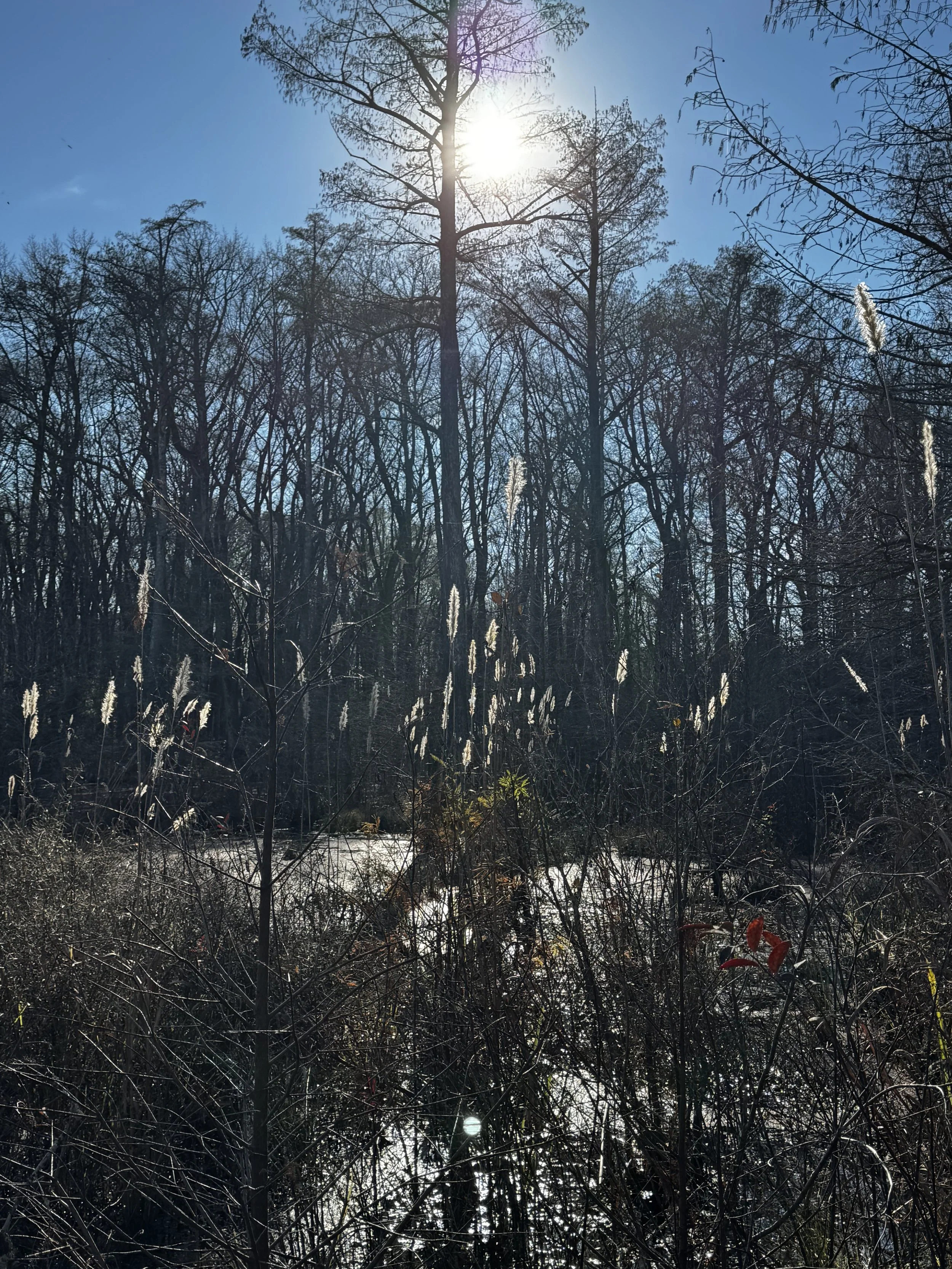 Episode 133: Halcyon Days at the Swamp