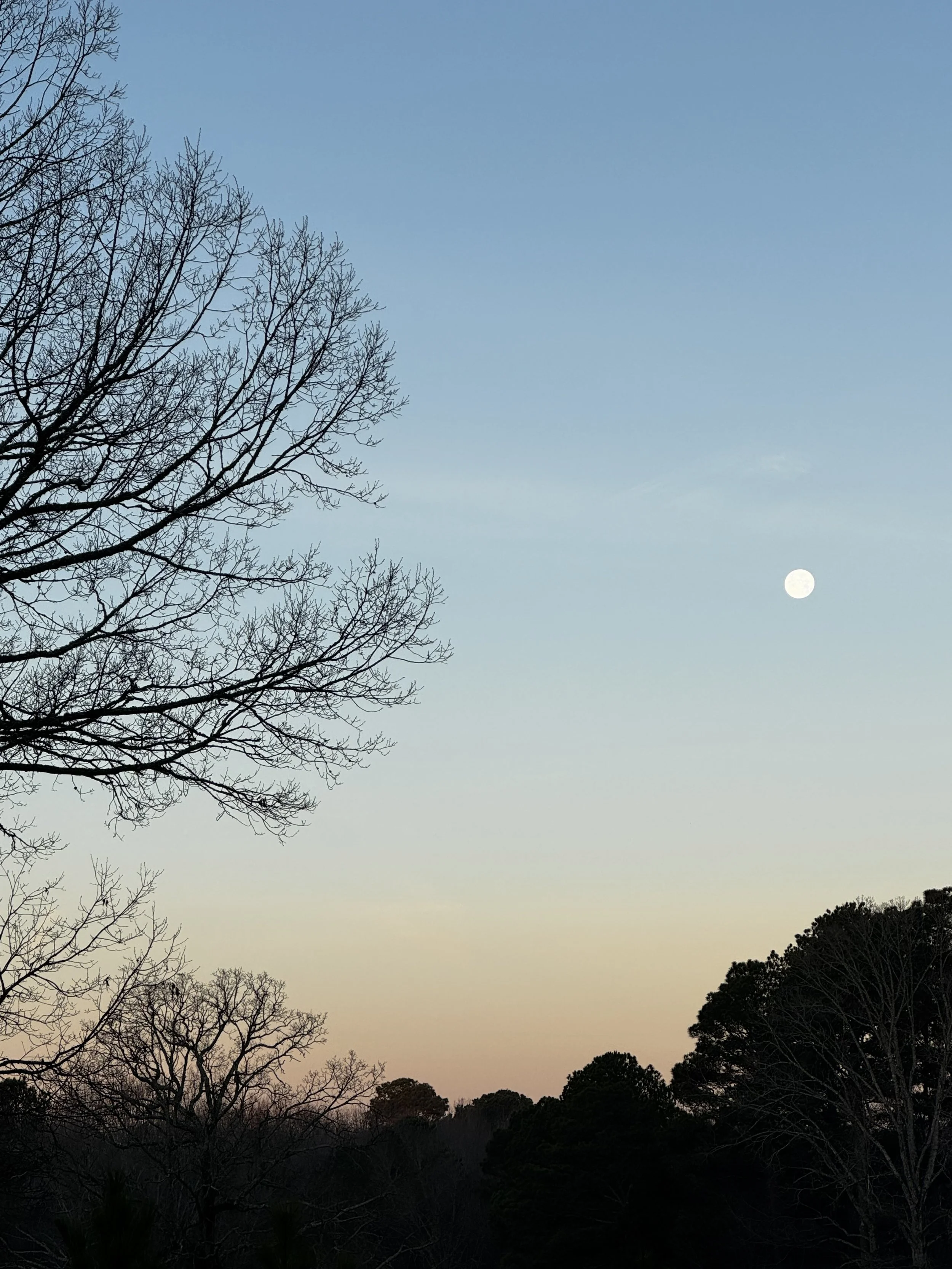Extended Cut: Dawn Chorus under the Setting Wolf Moon
