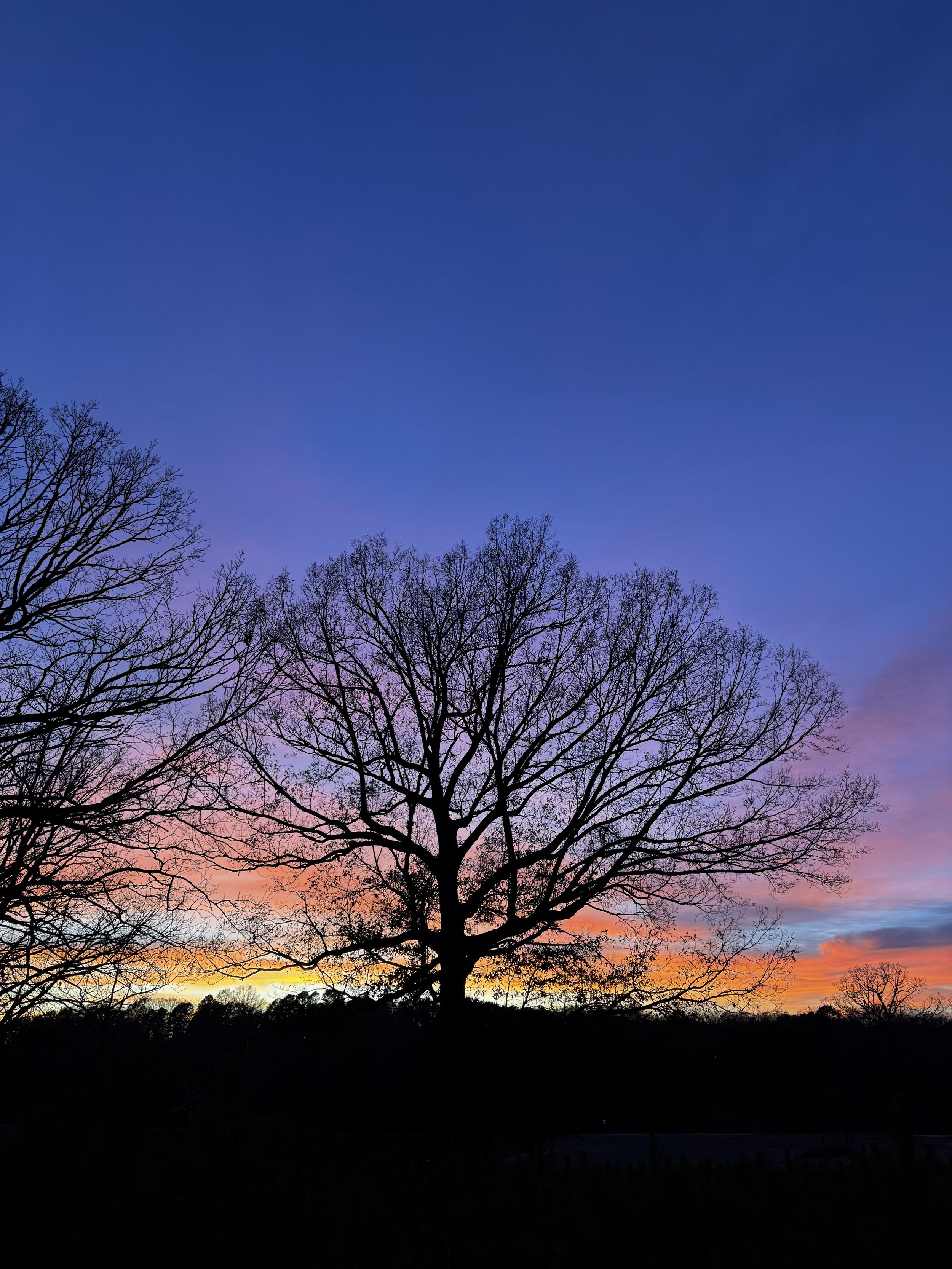 Episode 142: Raindrum Melody and Winter Sparrows