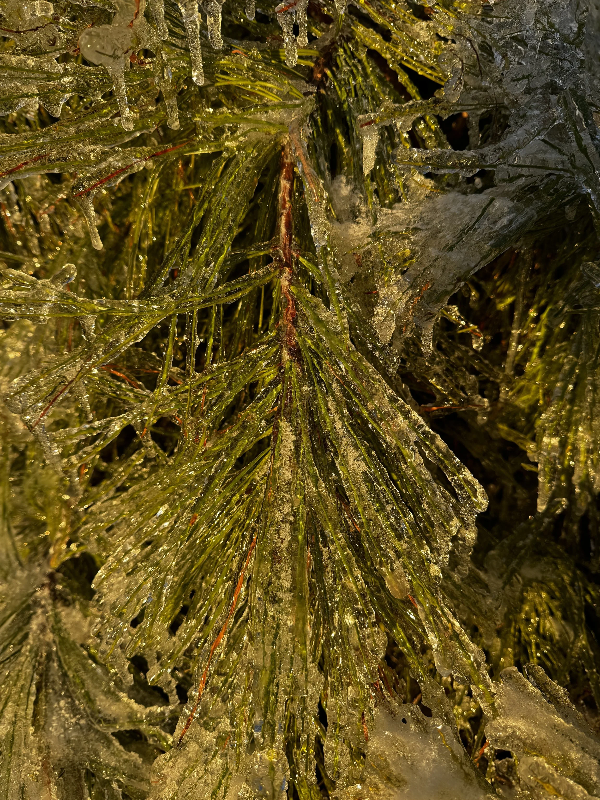 Episode 144: Dark-eyed Junco Song in the Soft Sleet