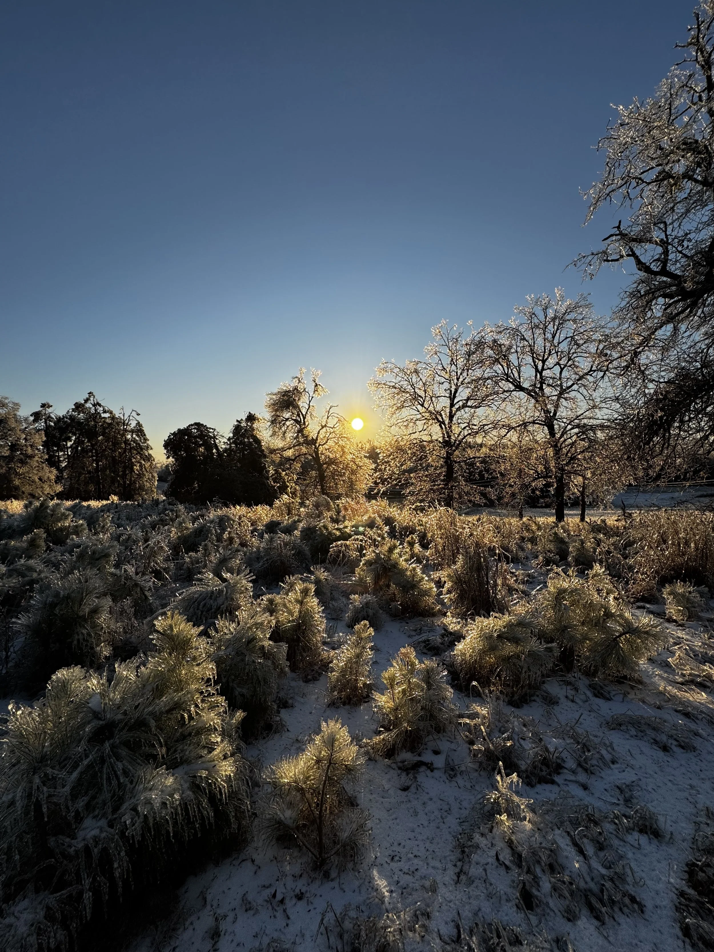 Extended Cut: Dark-eyed Junco Song in the Soft Sleet