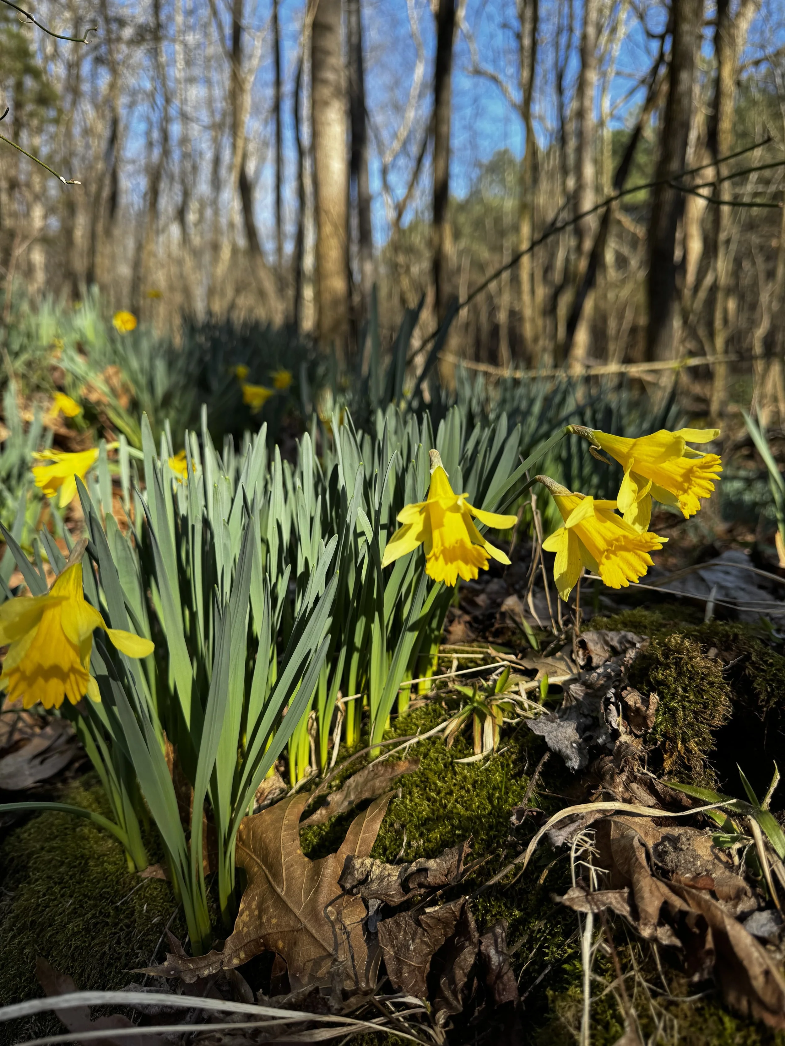 Episode 146: Late Winter Birds in the Wild Daffodils