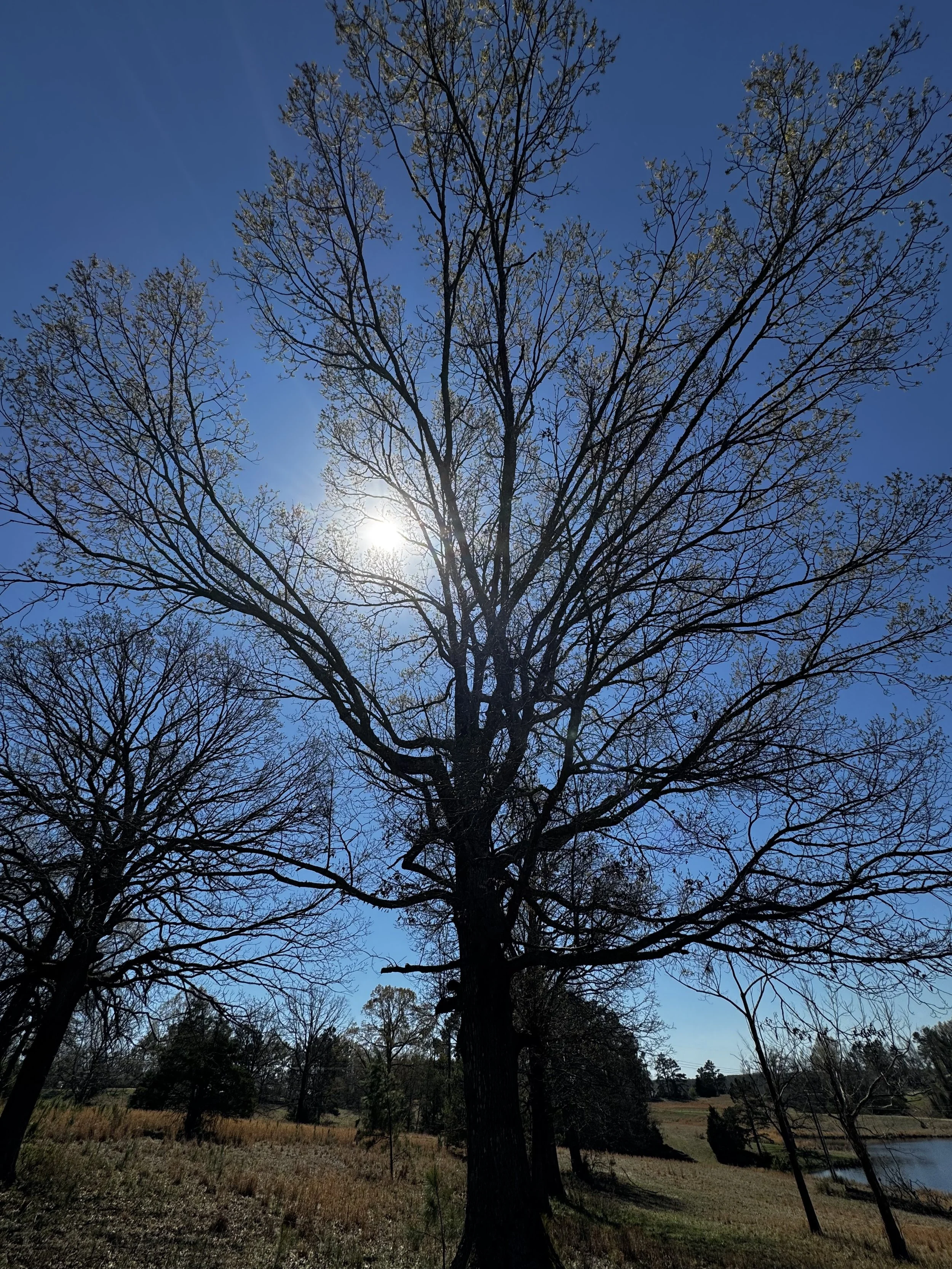 Episode 151: Northern Rough-winged Swallow on the Wing