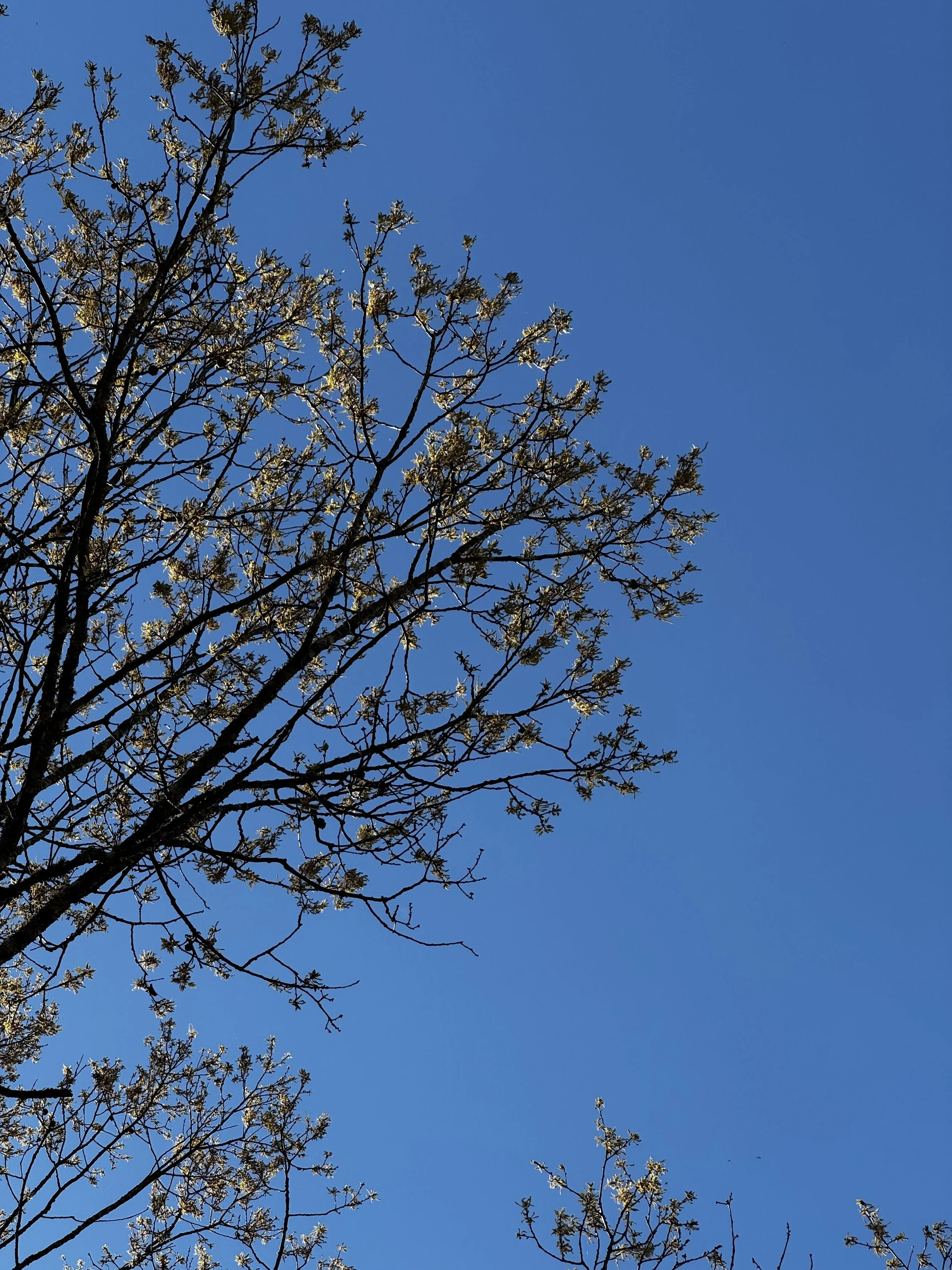 Extended Cut: Northern Rough-winged Swallow on the Wing