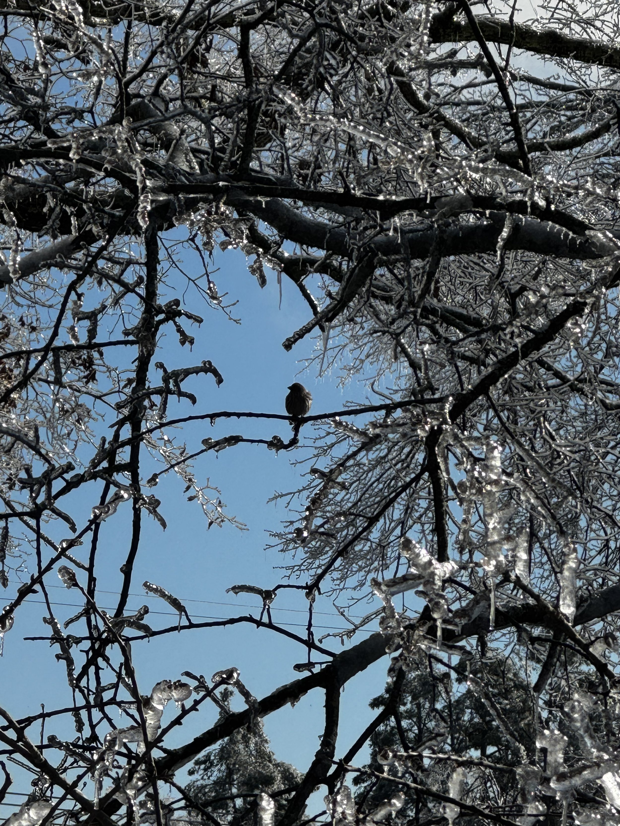 Episode 152: Winter Storm Fern