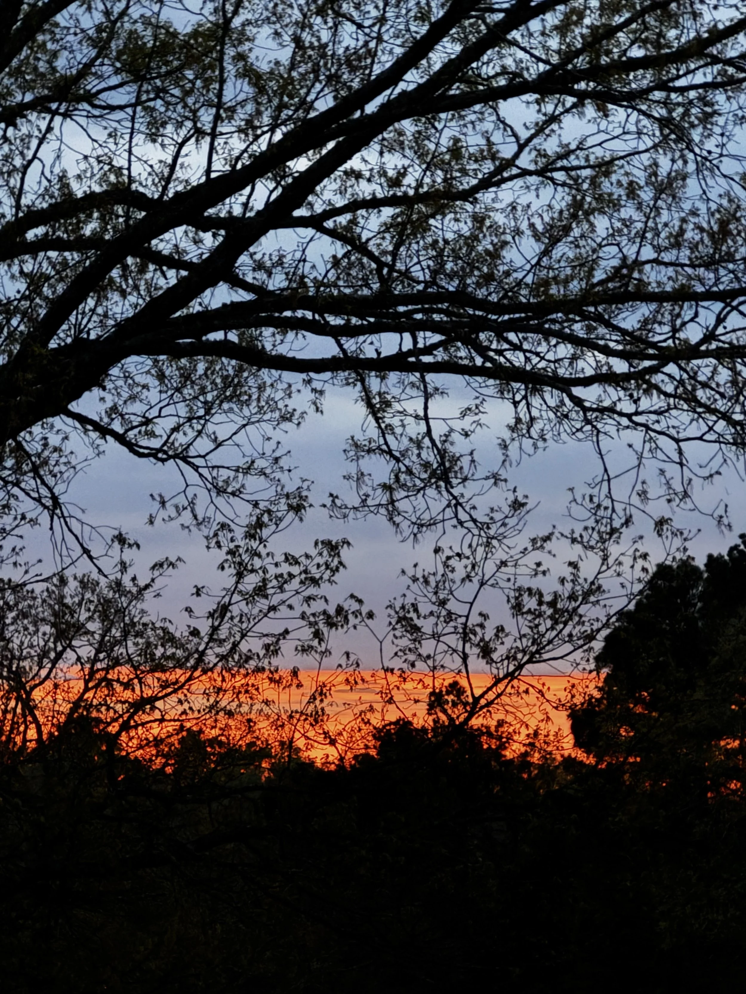 Extended Cut: Early Spring Blue Hour with Cricket Song