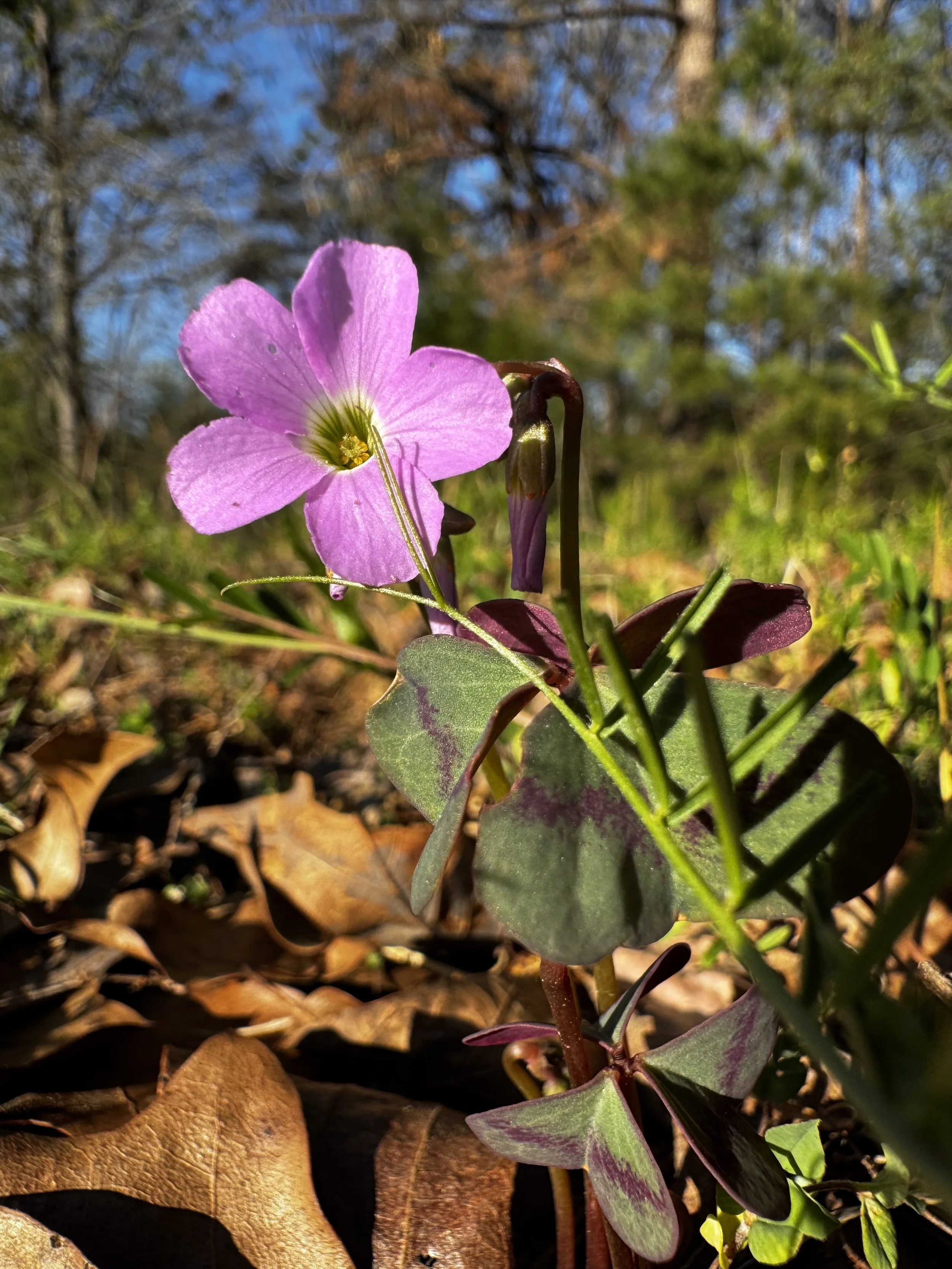 Episode 156: Sundown Chorus in the Violet Woodsorrel