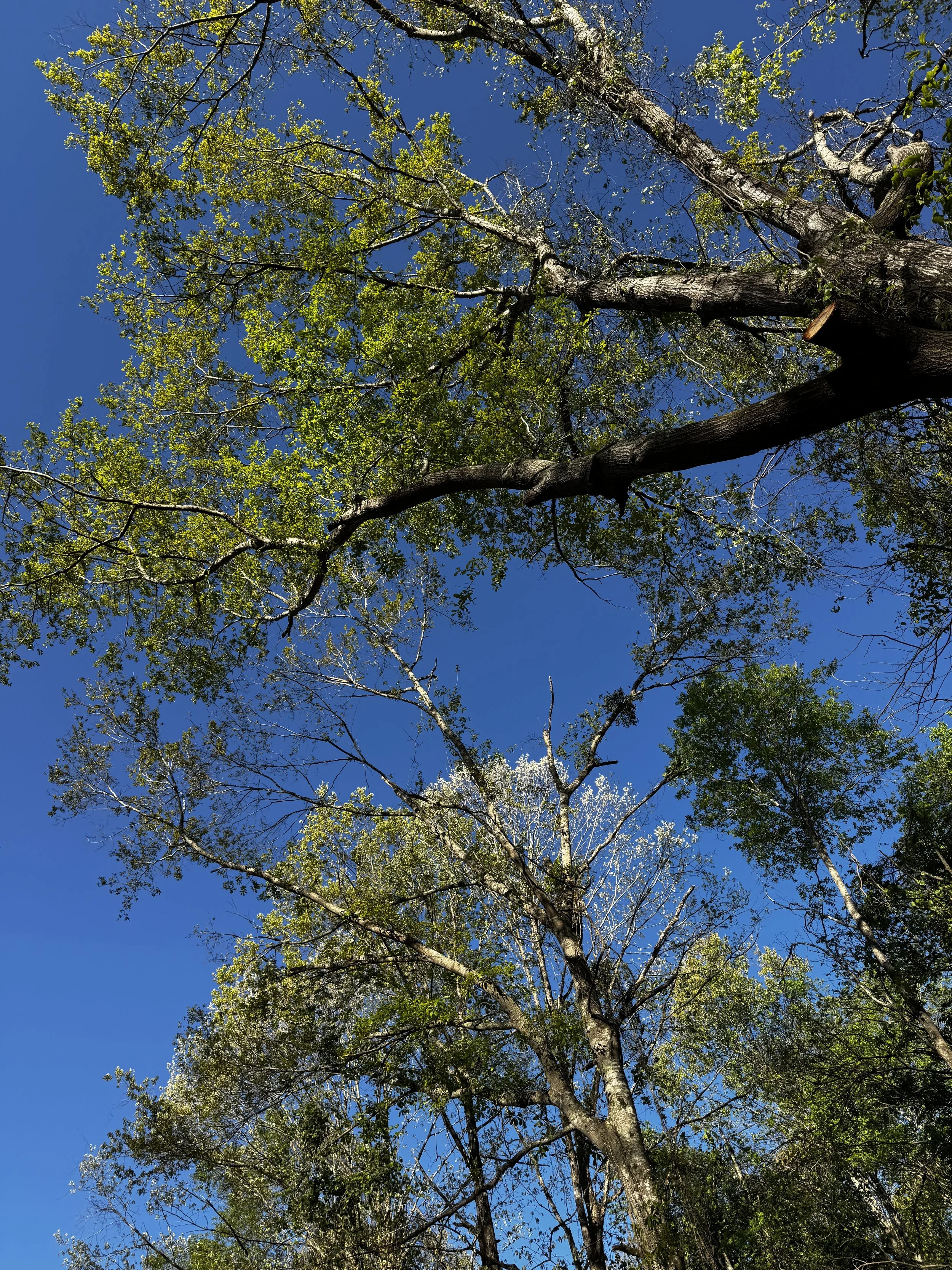 Episode 158: Vireo Chorus at Belmont