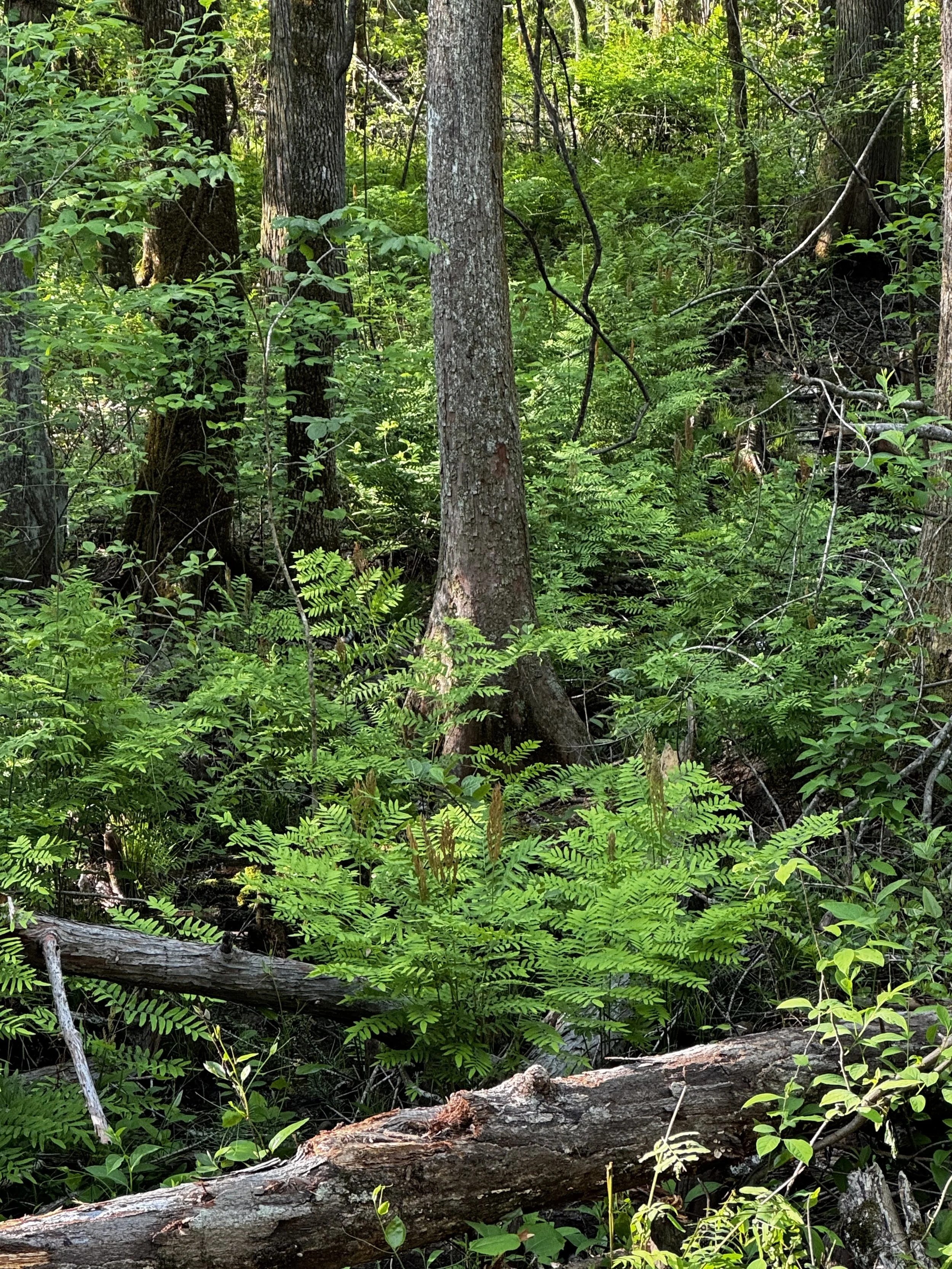 Episode 159: Swainson’s Warbler in the Cinnamon Fern
