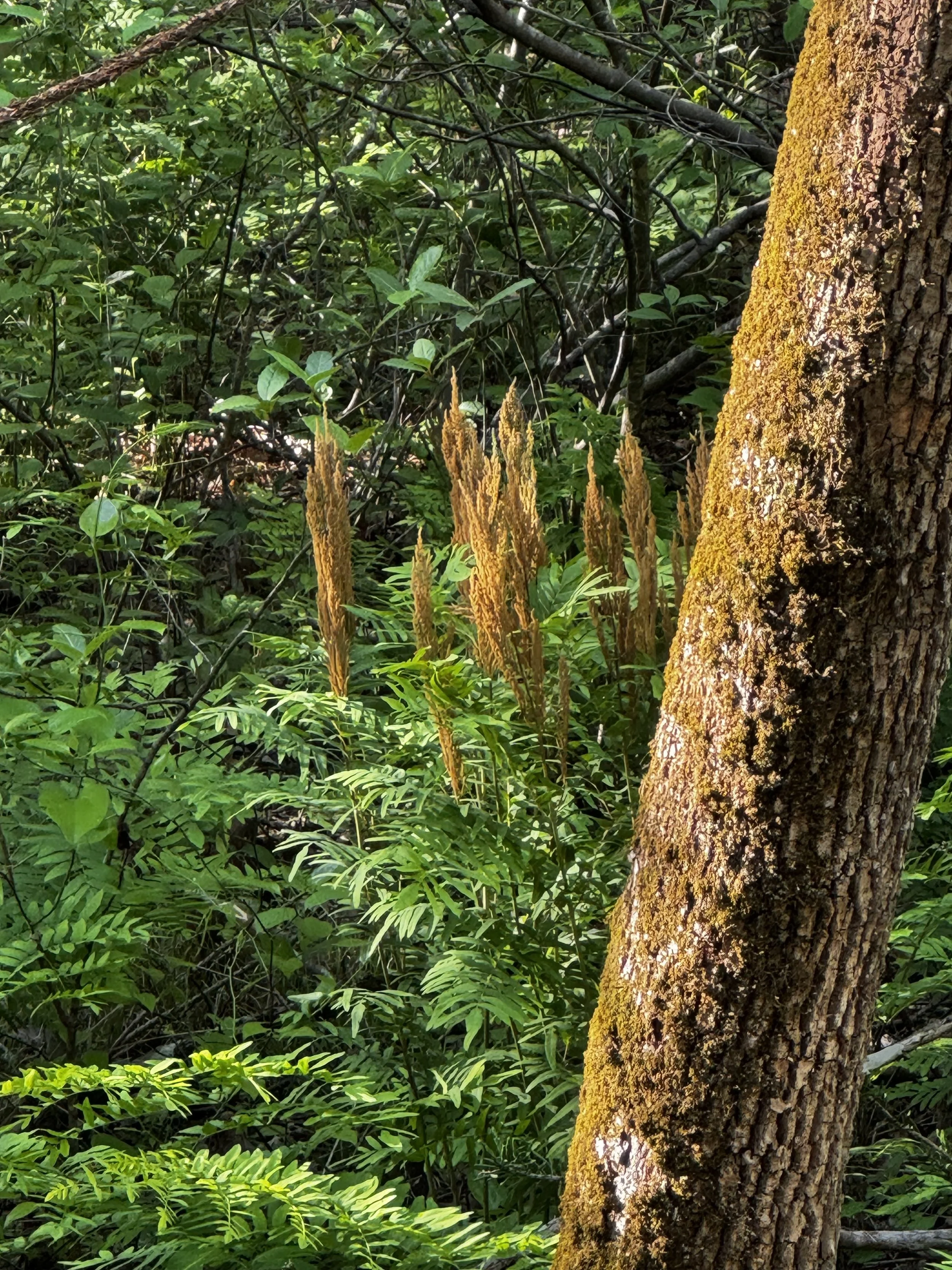 Extended Cut: Swainson’s Warbler in the Cinnamon Fern