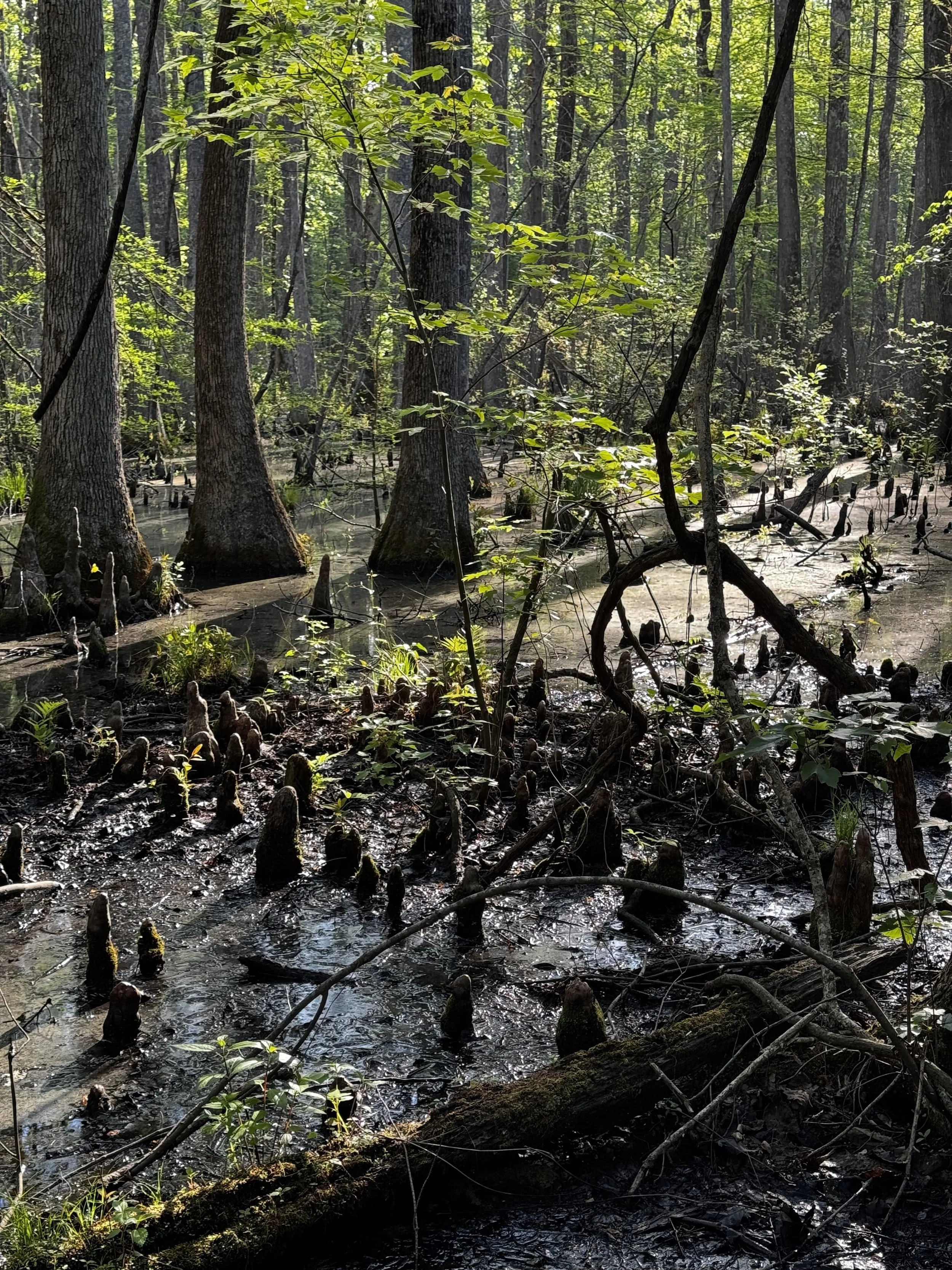 Episode 161: Spring Sunrise in the Cypress Swamp