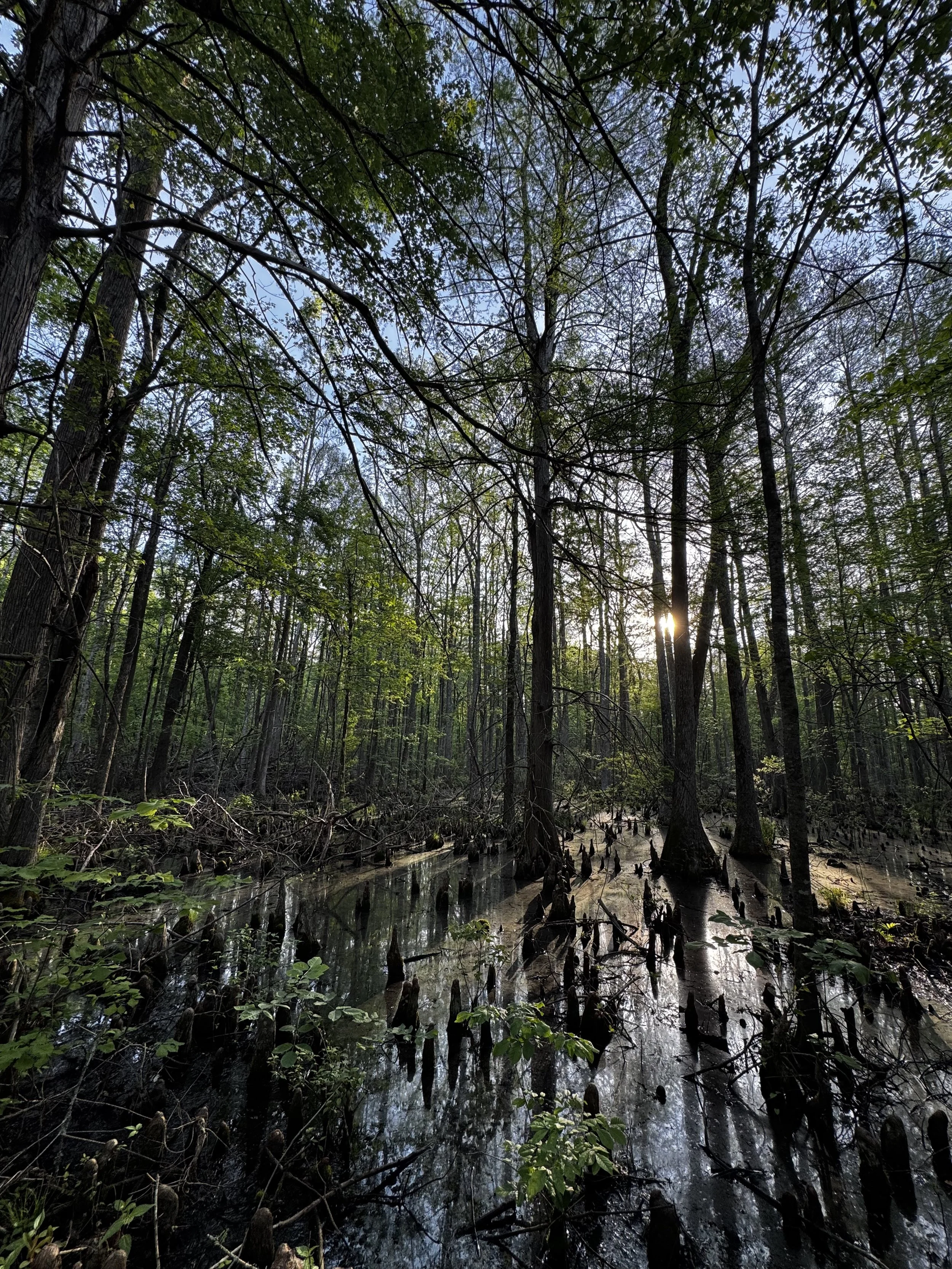 Extended Cut: Spring Sunrise in the Cypress Swamp