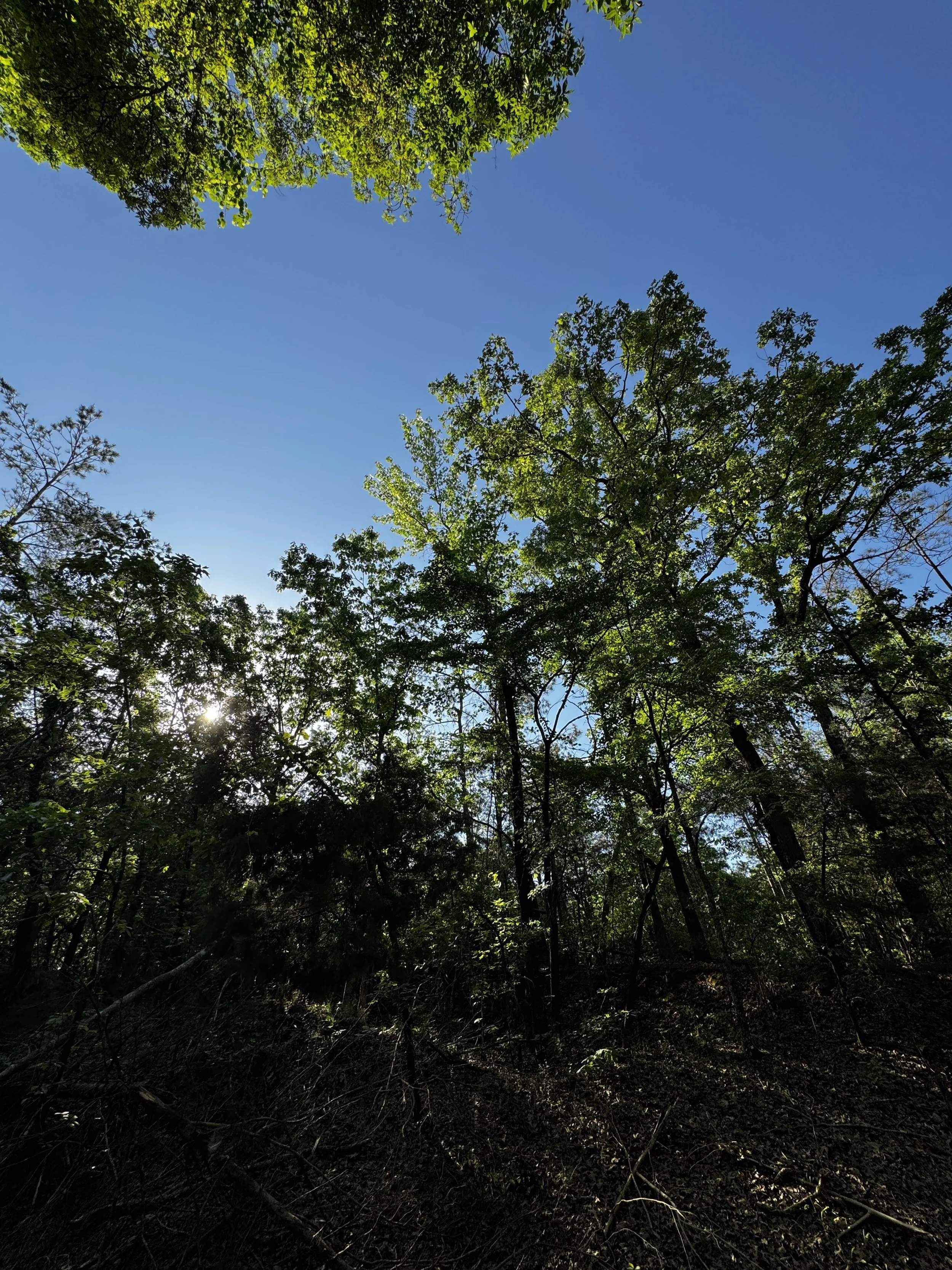 Episode 162: Worm-eating Warbler in the Cold Springs Woods