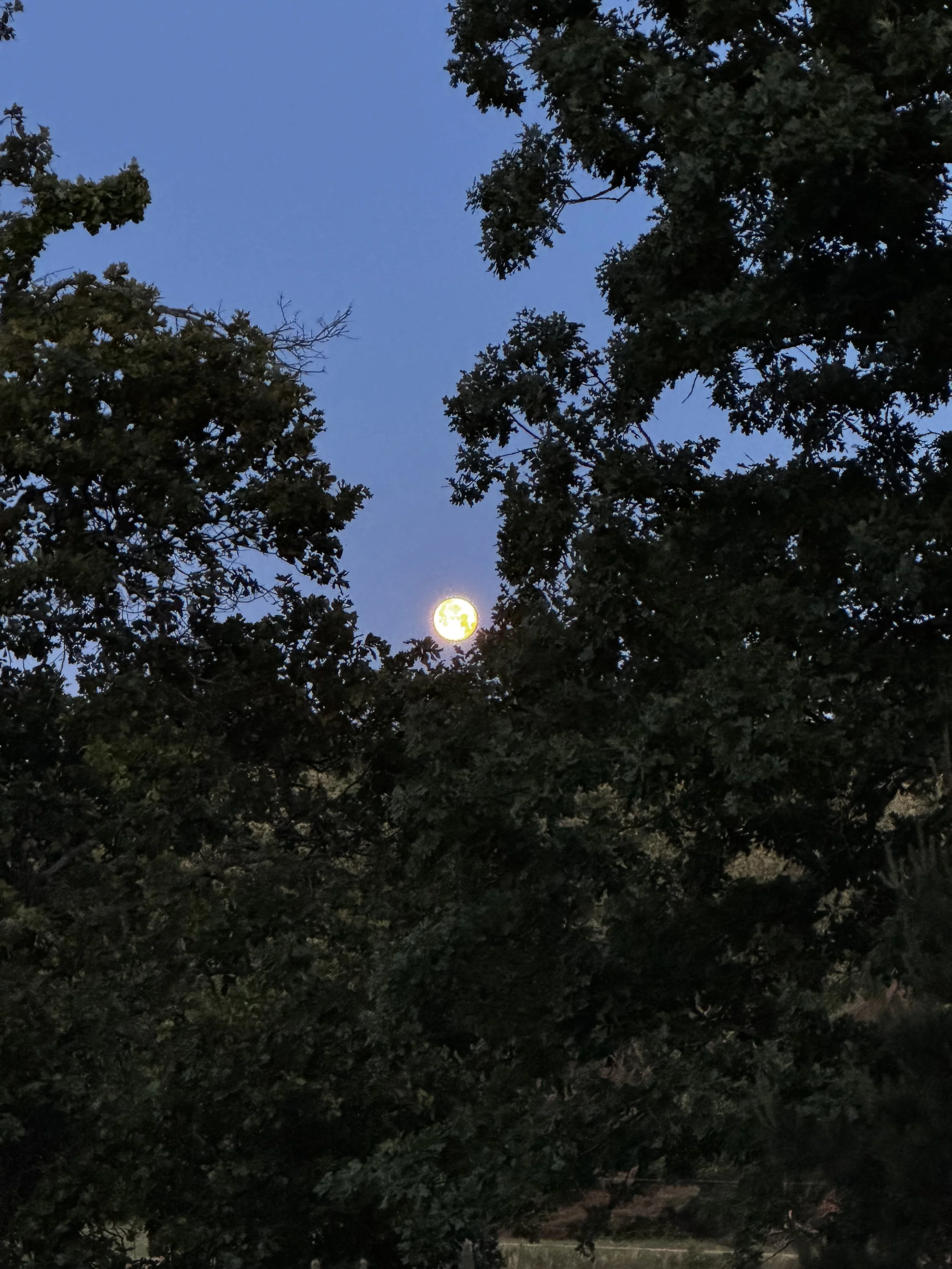 Episode 167: Cricket &amp; Frog Lullaby under the Full Flower Moon