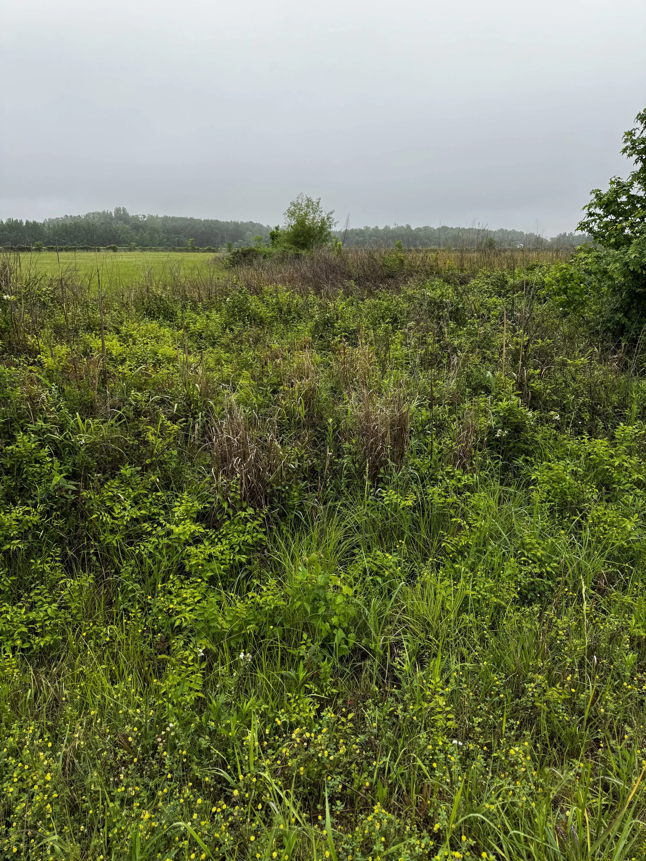 Episode 170: Orchard Oriole in the Hedgerow