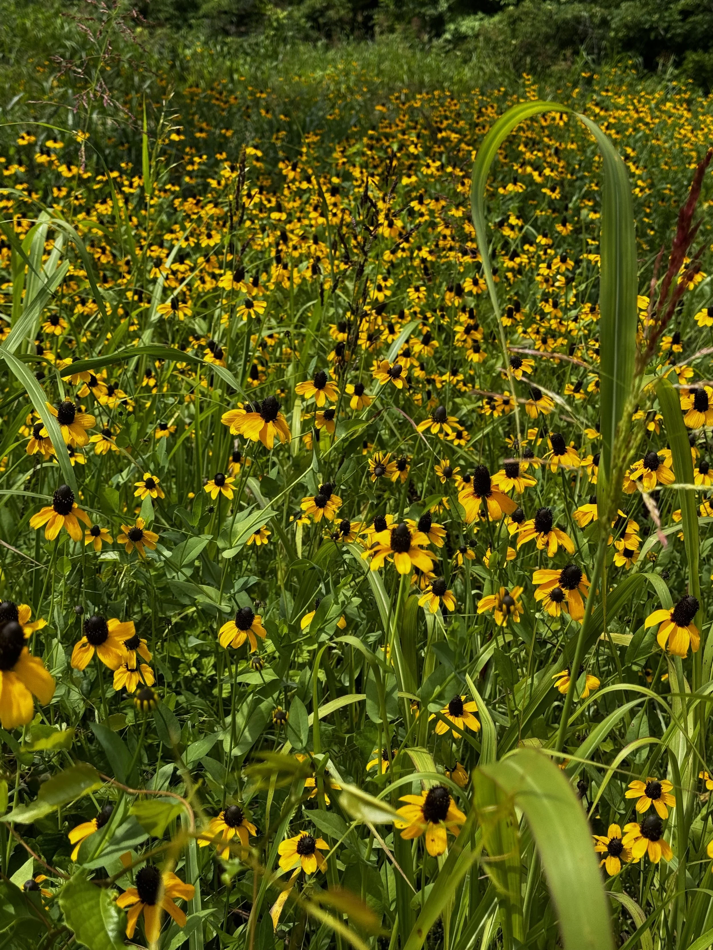 Episode 172: Prairie Warbler in the Wildflowers