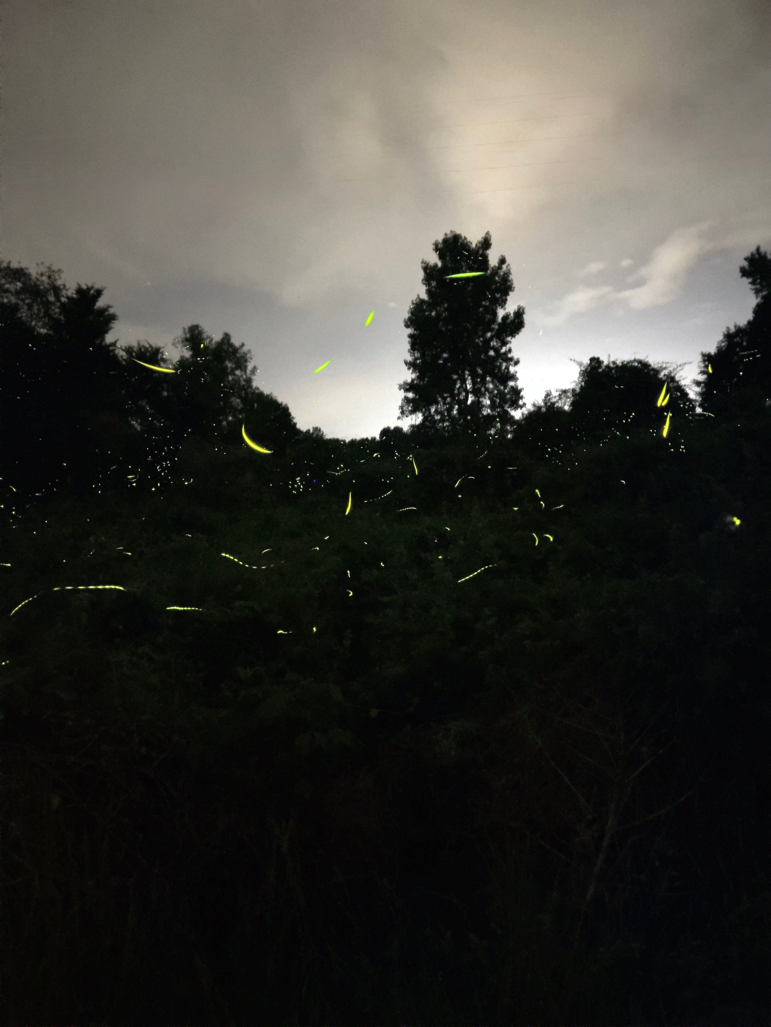 Episode 173: Barking Treefrog in the Rising Creek