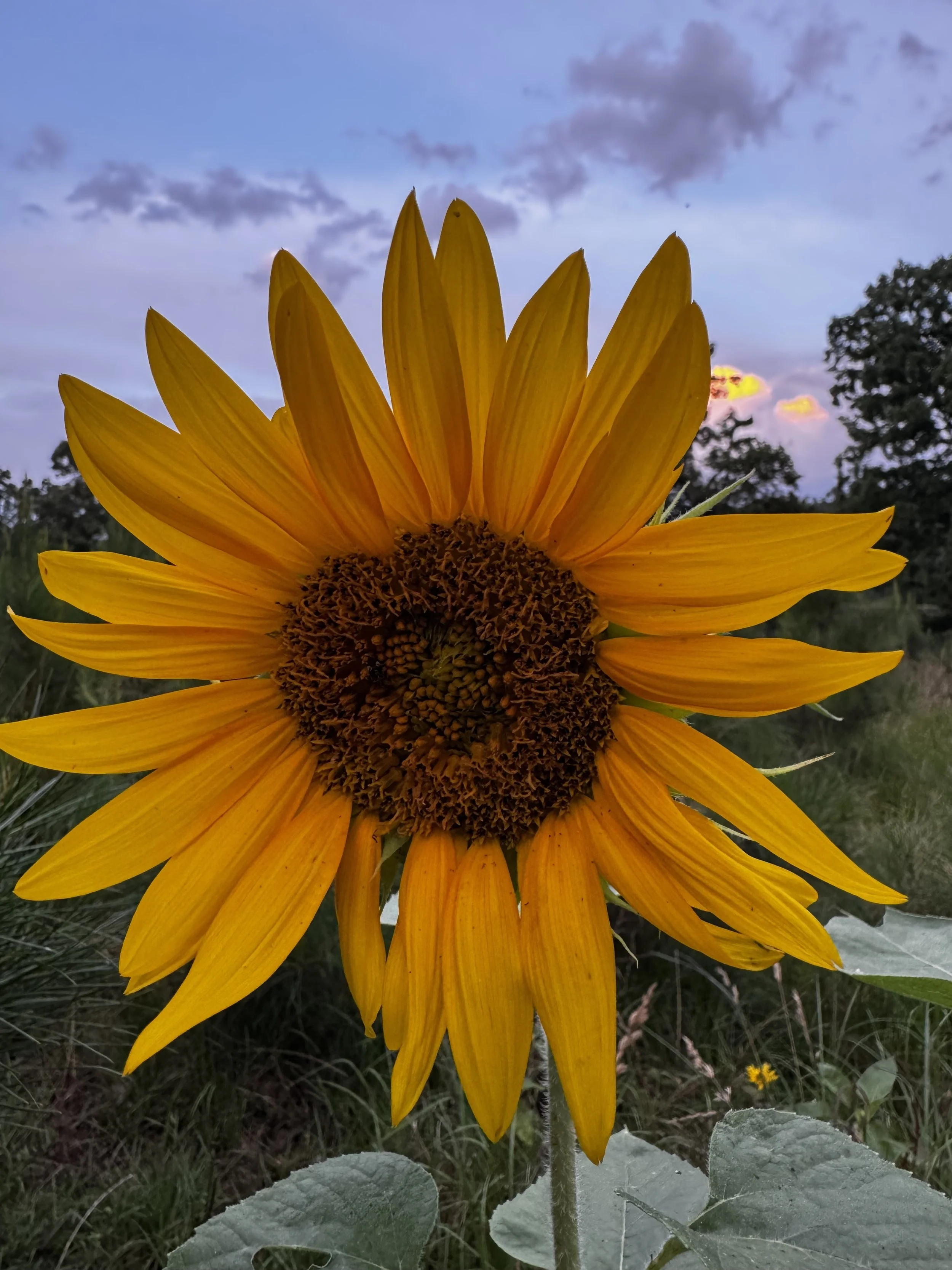 Episode 177: Summer Sunrise with the Ruby-throats