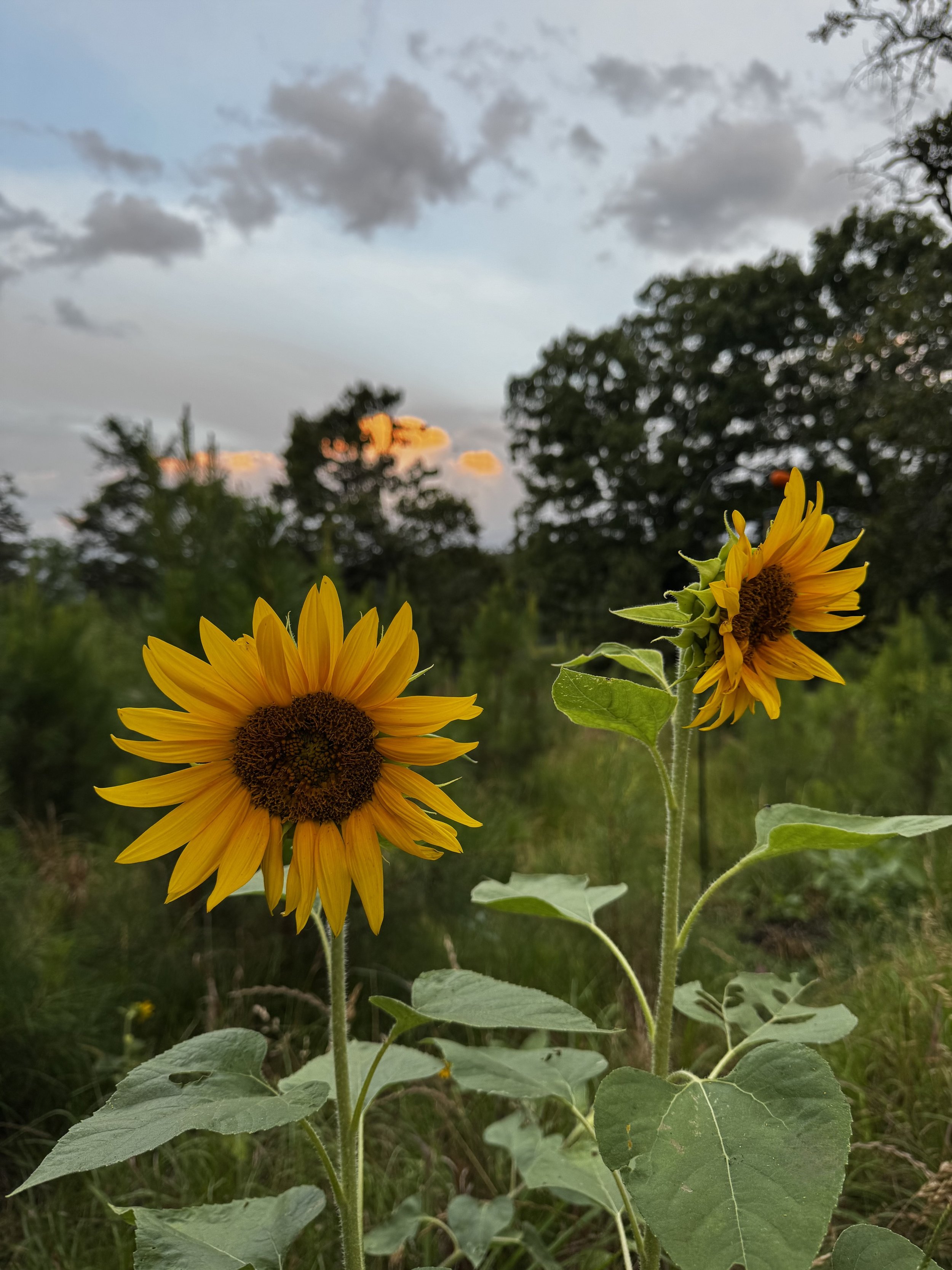 Extended Cut: Summer Sunrise with the Ruby-throats