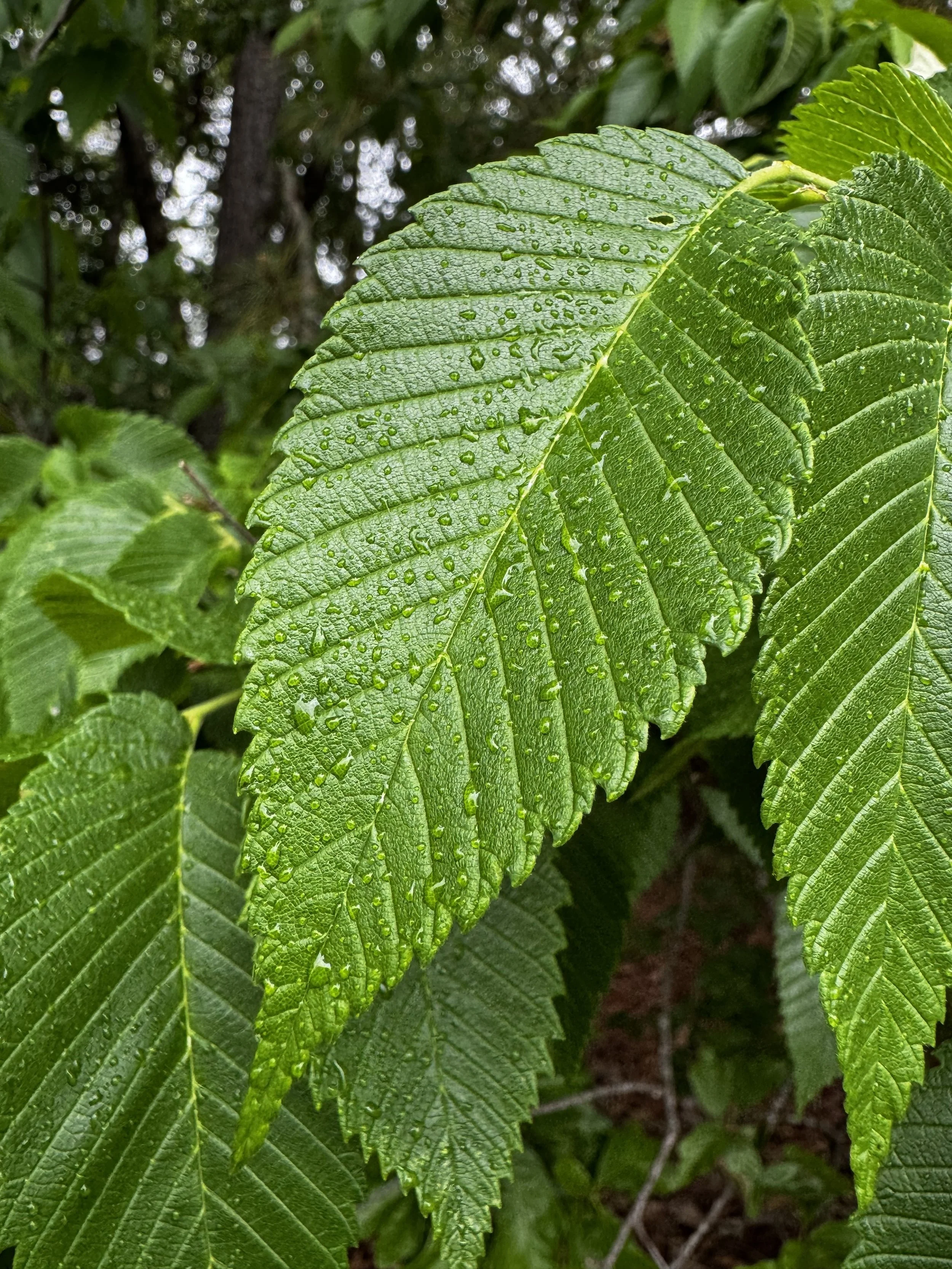 Episode 179: Dripfall in the American Elm