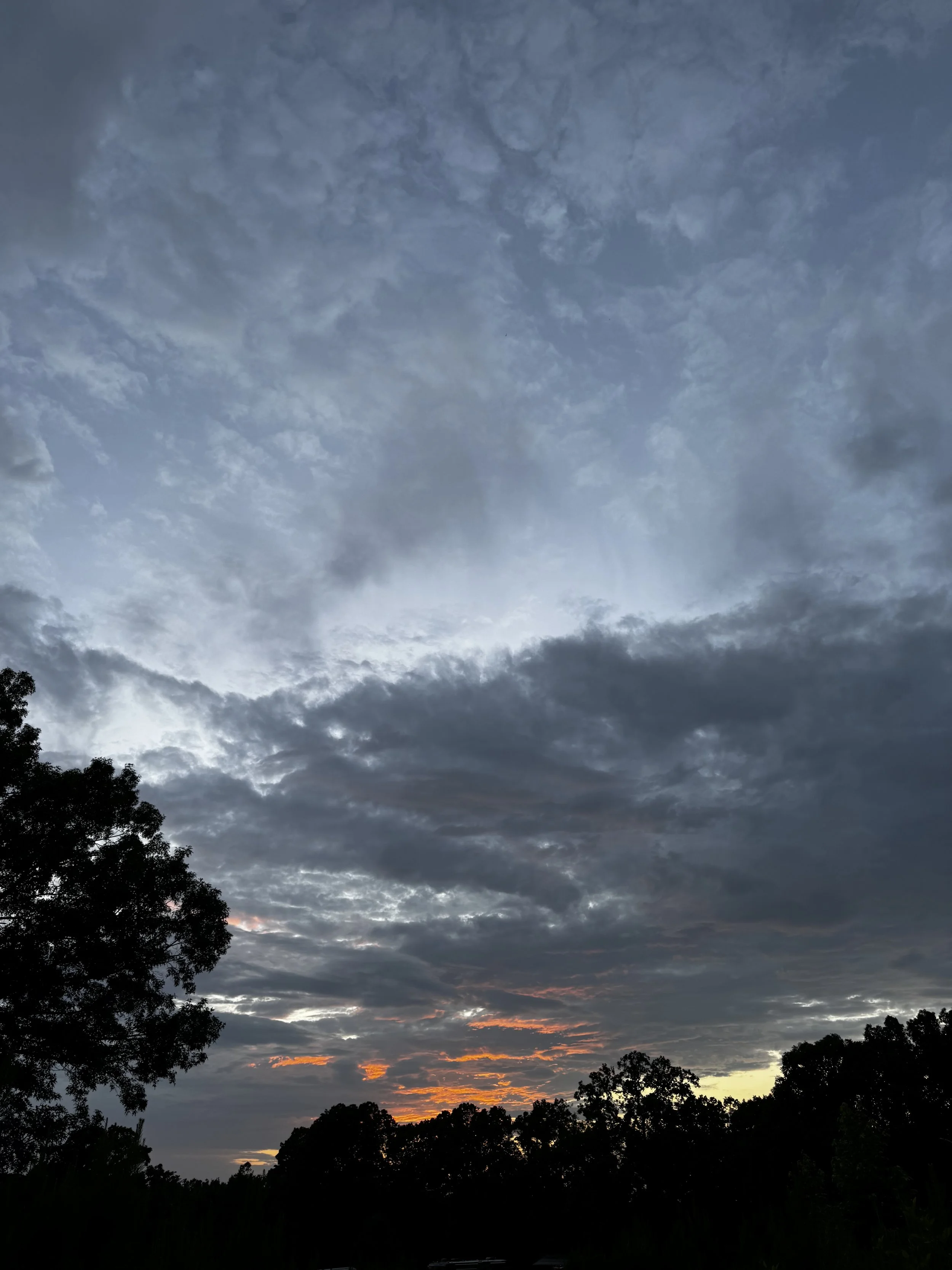Episode 181: Squirrel Tree Frog in a Summer Thundershower