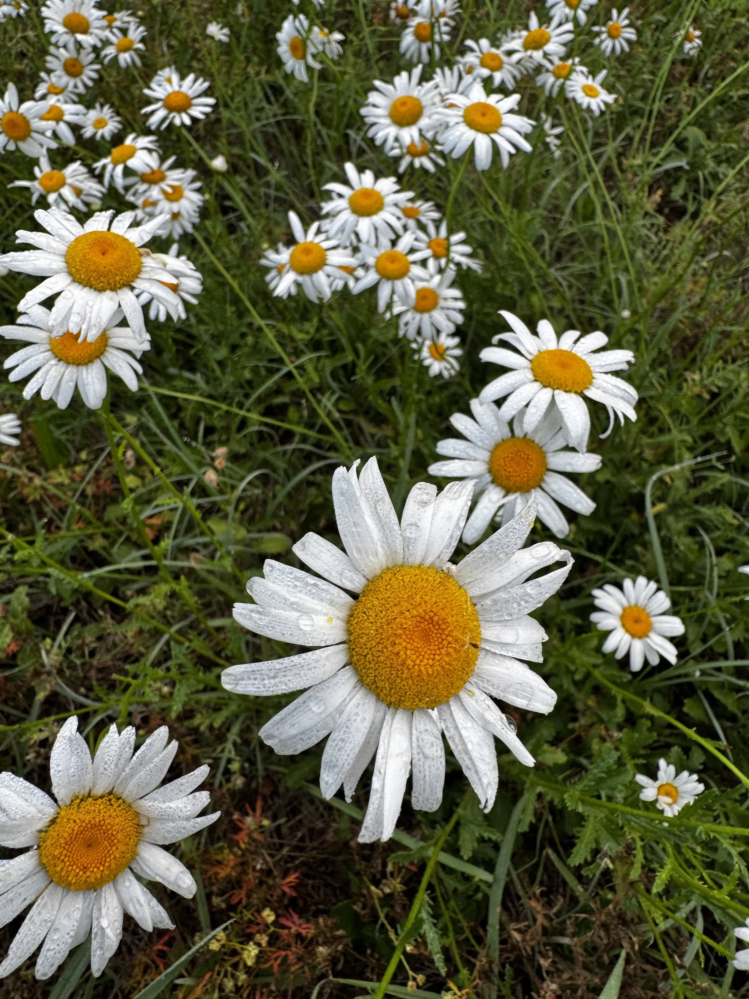 Episode 185: Summer Shower at Daybreak