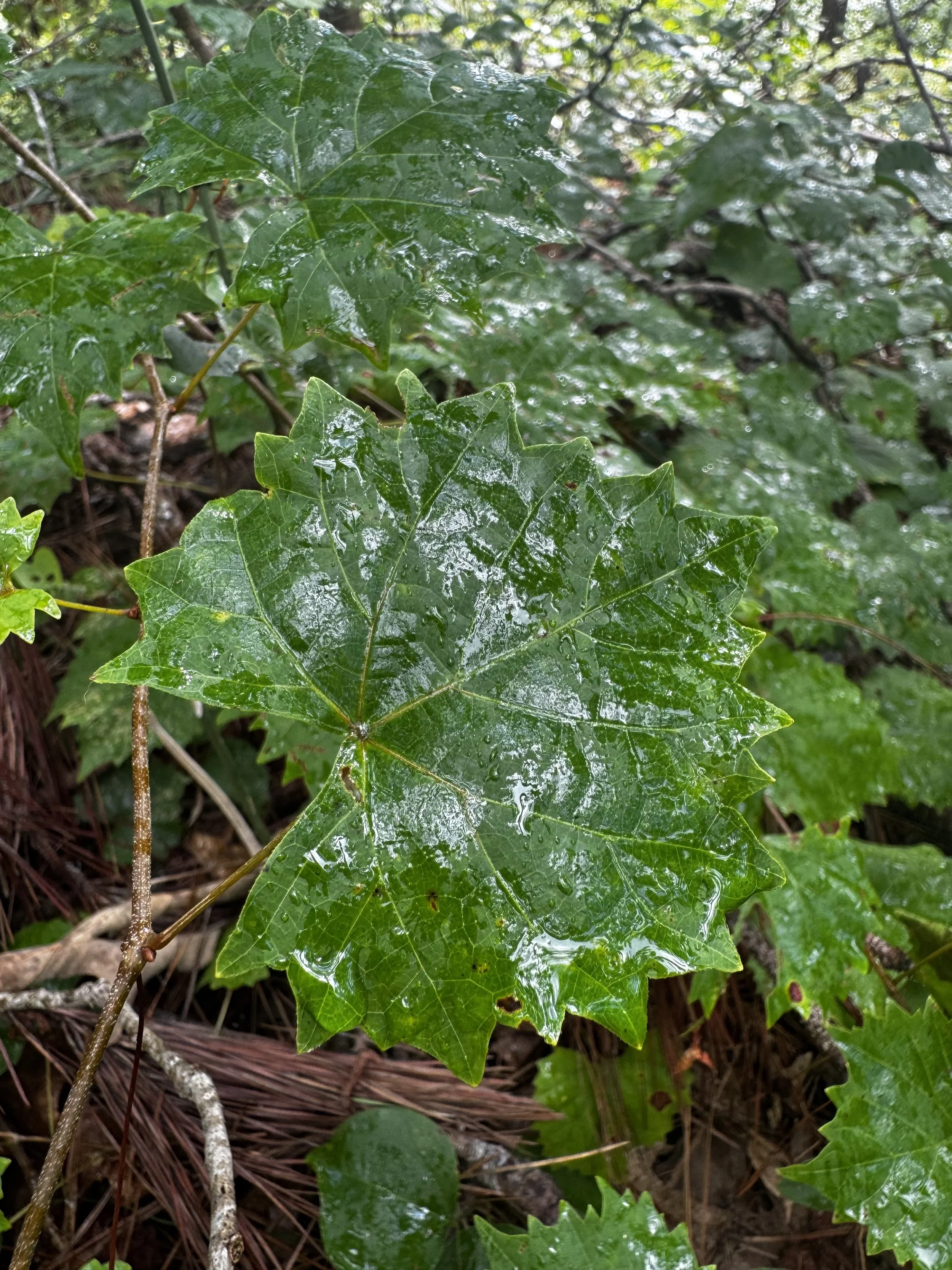 Episode 189: Soft Summer Rain