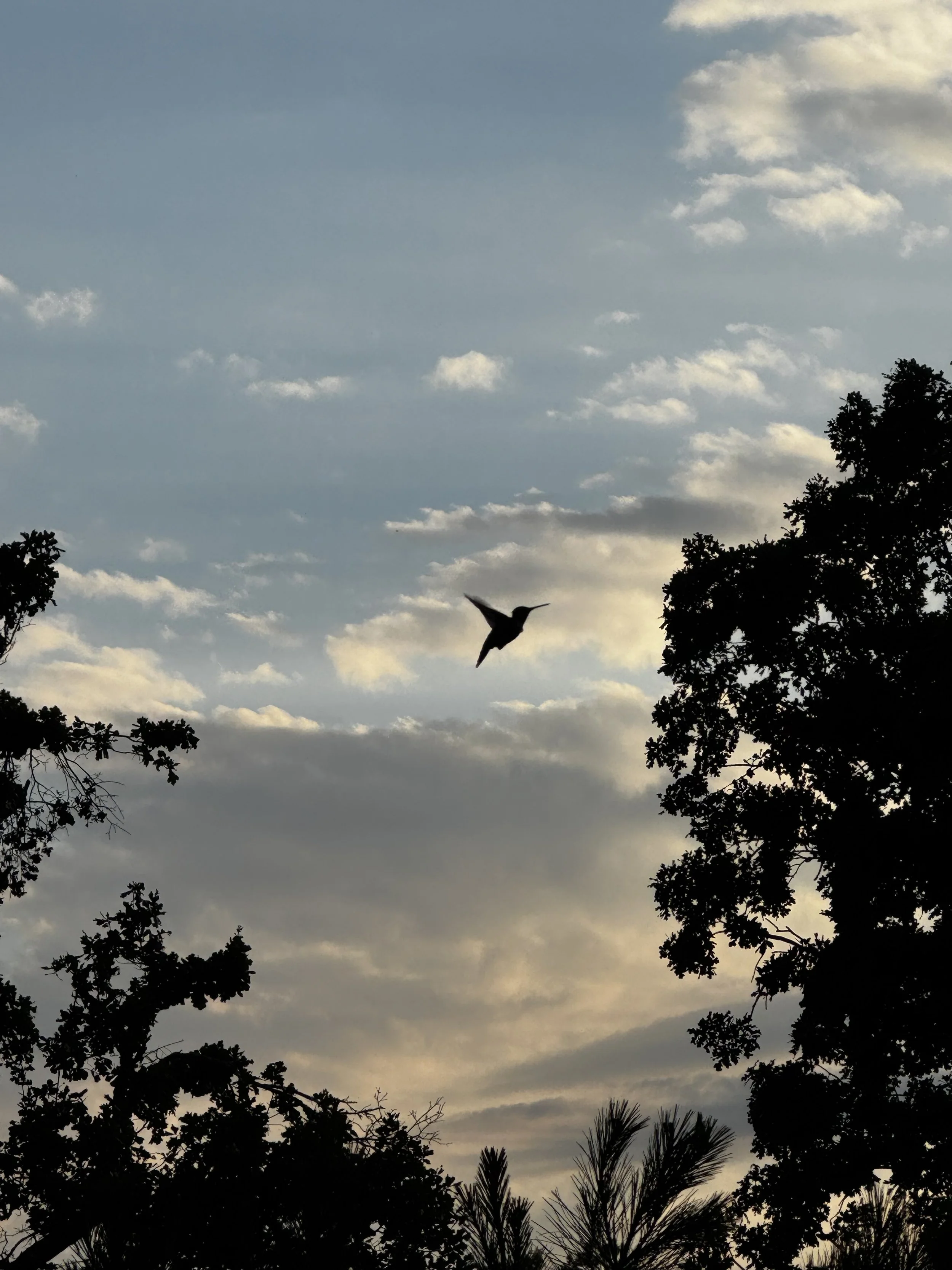 Episode 192: Hummingbird Charm in the Blue Hour