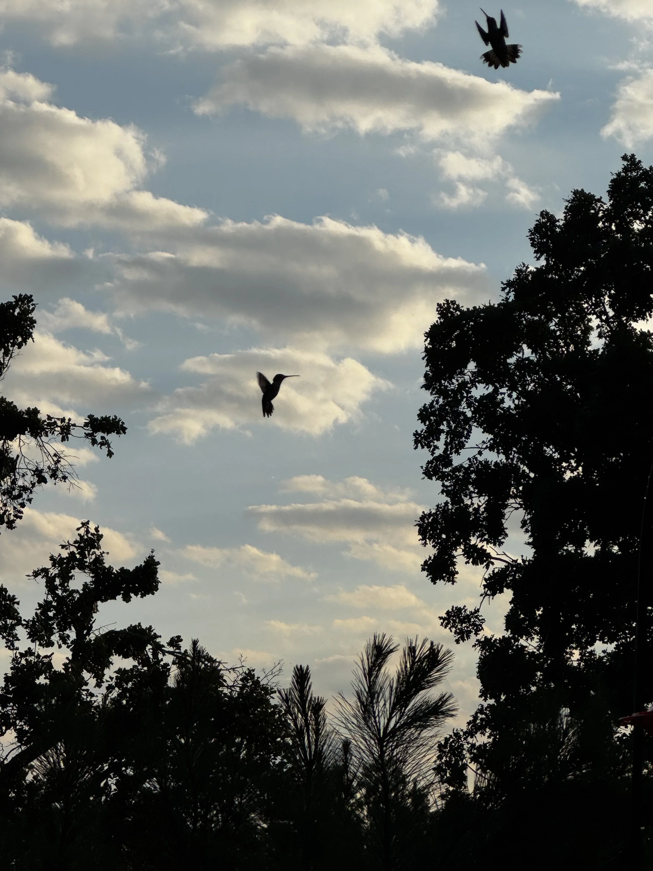 Extended Cut: Hummingbird Charm in the Blue Hour