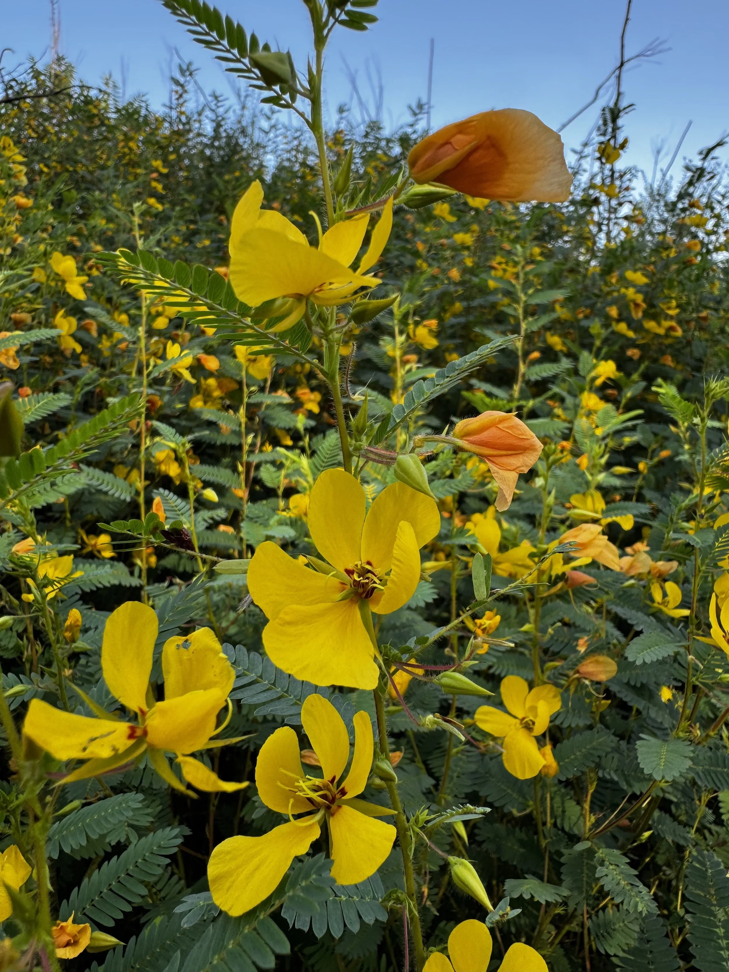 Episode 195: Morning in the Partridge Pea Patch